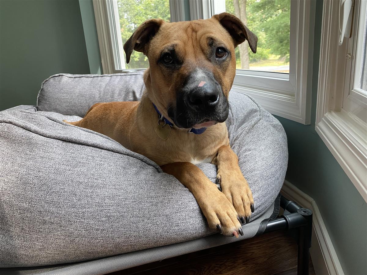 Enlarge Marshall, a Adopted mixed breed in Manassas, VA image 2/8