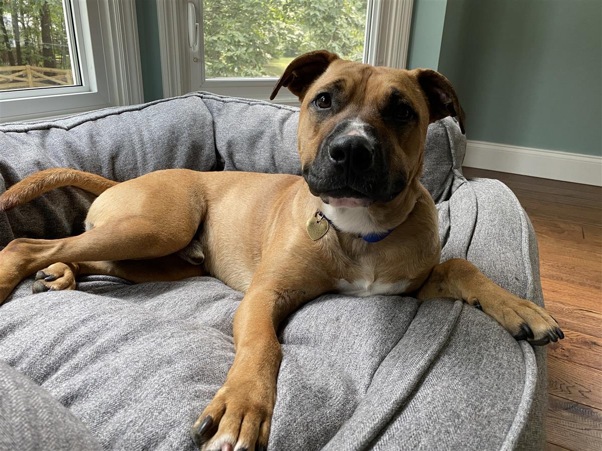 Enlarge Marshall, a Adopted mixed breed in Manassas, VA image 4/8