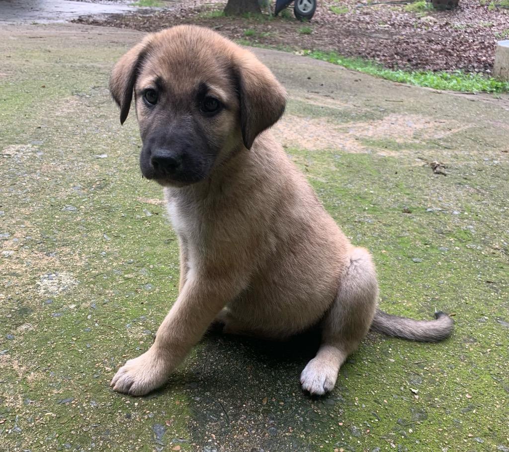 Ami, a Adoptable mixed breed in Little Rock, AR image 1/2