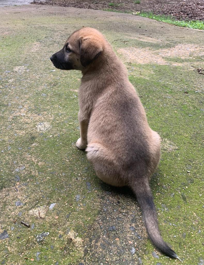 Ami, a Adoptable mixed breed in Little Rock, AR image 2/2