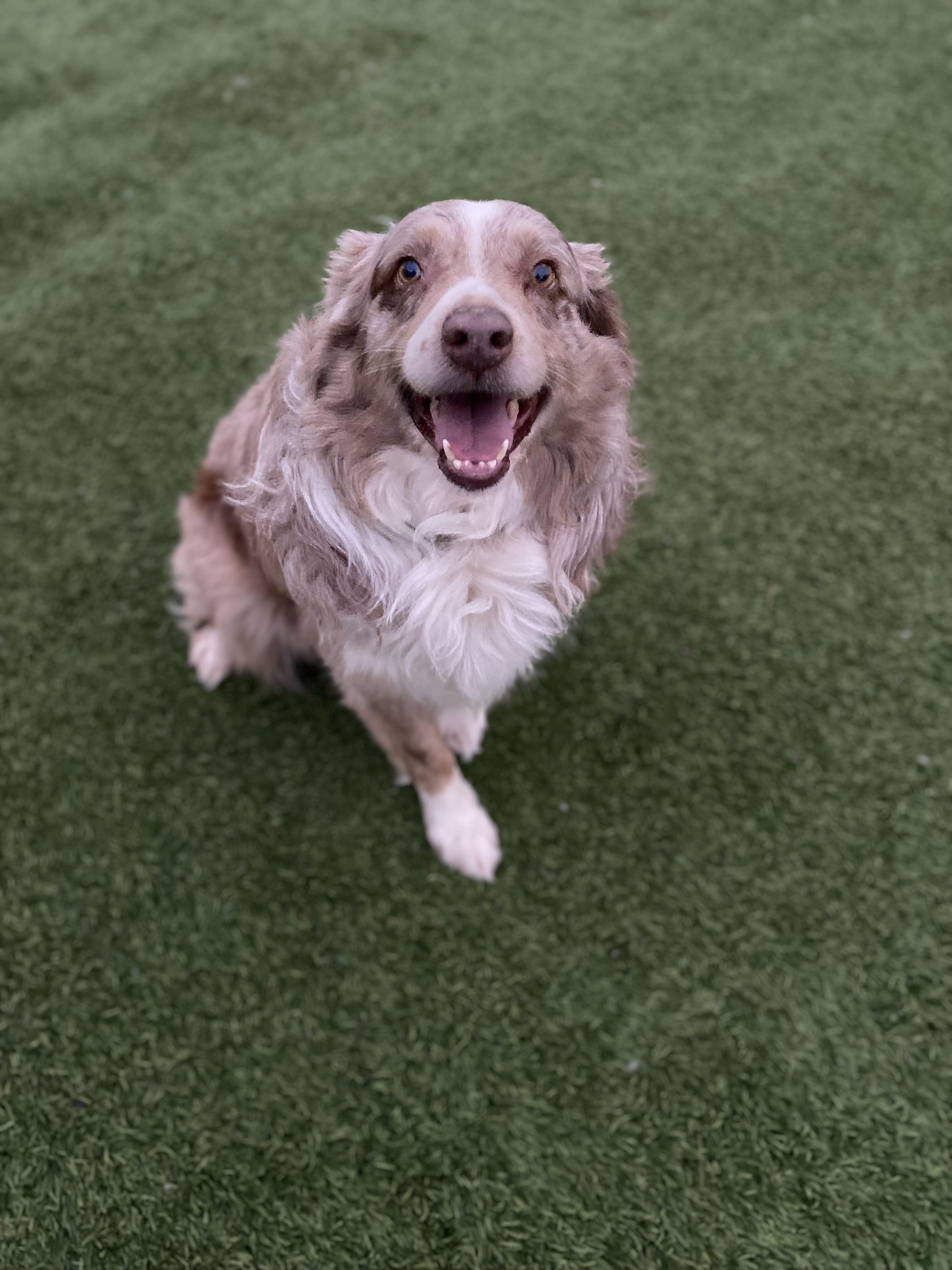 Enlarge Chief, an adopted Australian Shepherd in Ramona, CA image 3/3