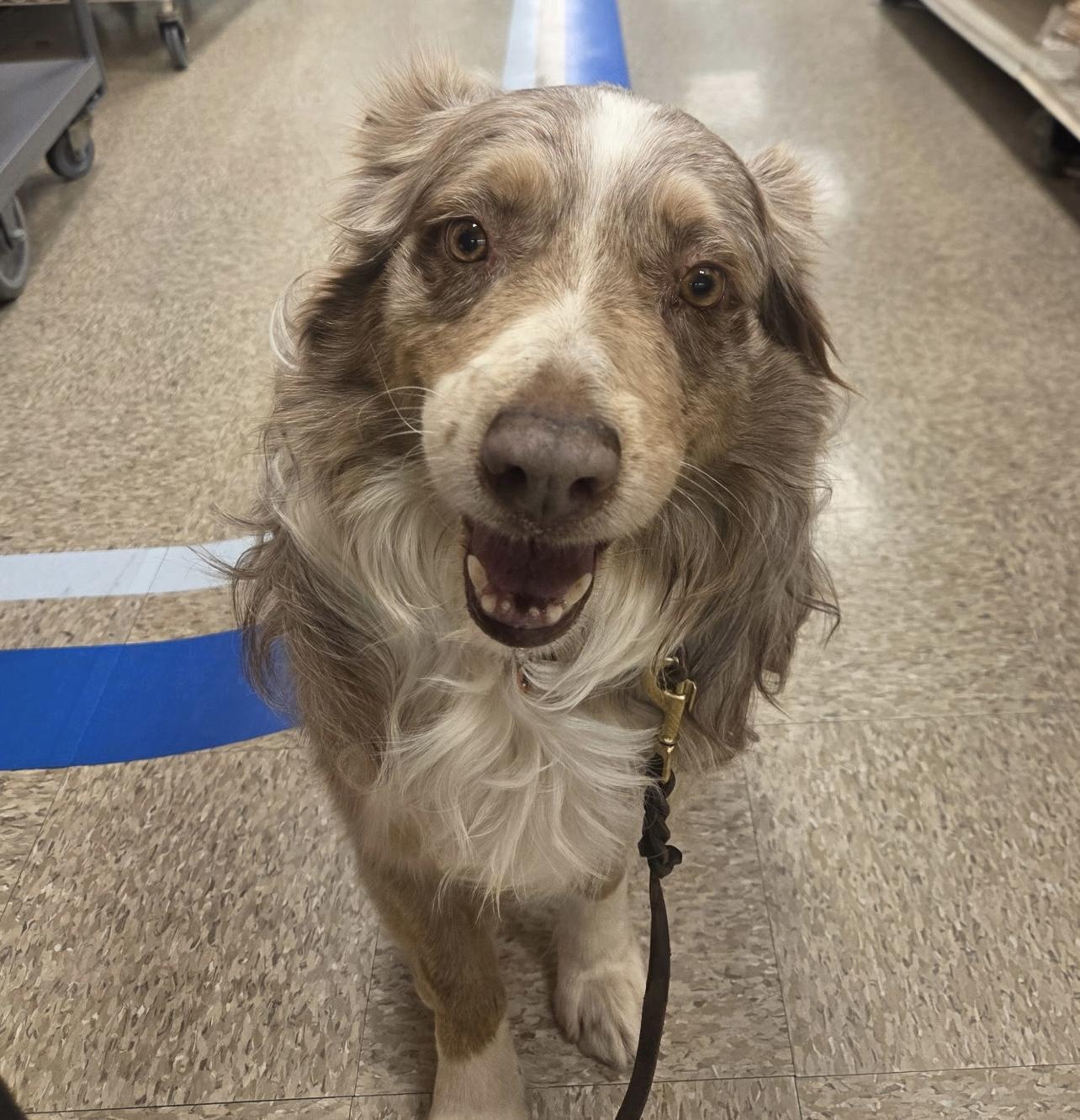 Enlarge Chief, an adopted Australian Shepherd in Ramona, CA image 2/3