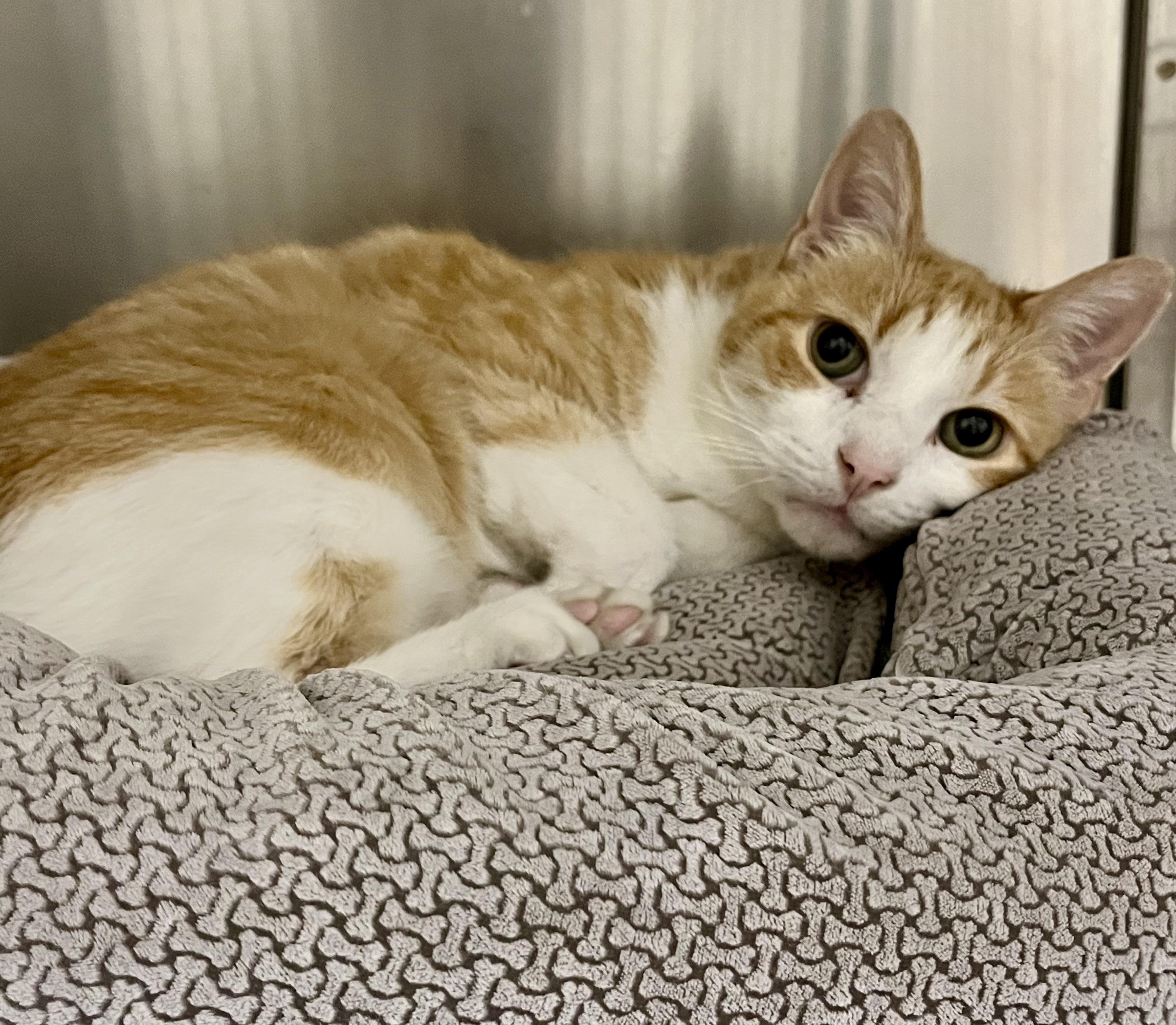 Enlarge Oliver, a ADOPTABLE Domestic Short Hair in Greenwich, CT image 3/3