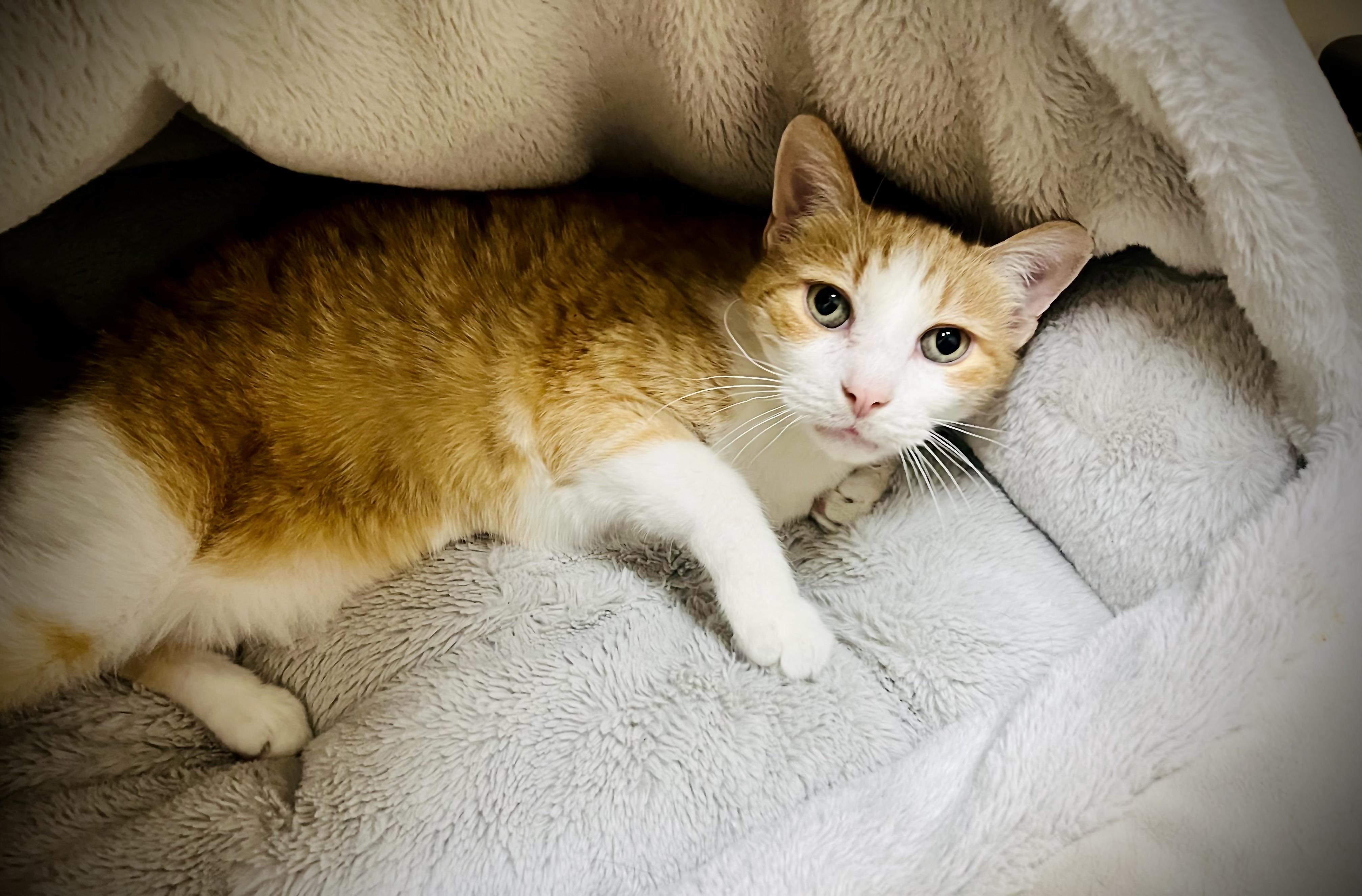 Enlarge Oliver, a ADOPTABLE Domestic Short Hair in Greenwich, CT image 1/3