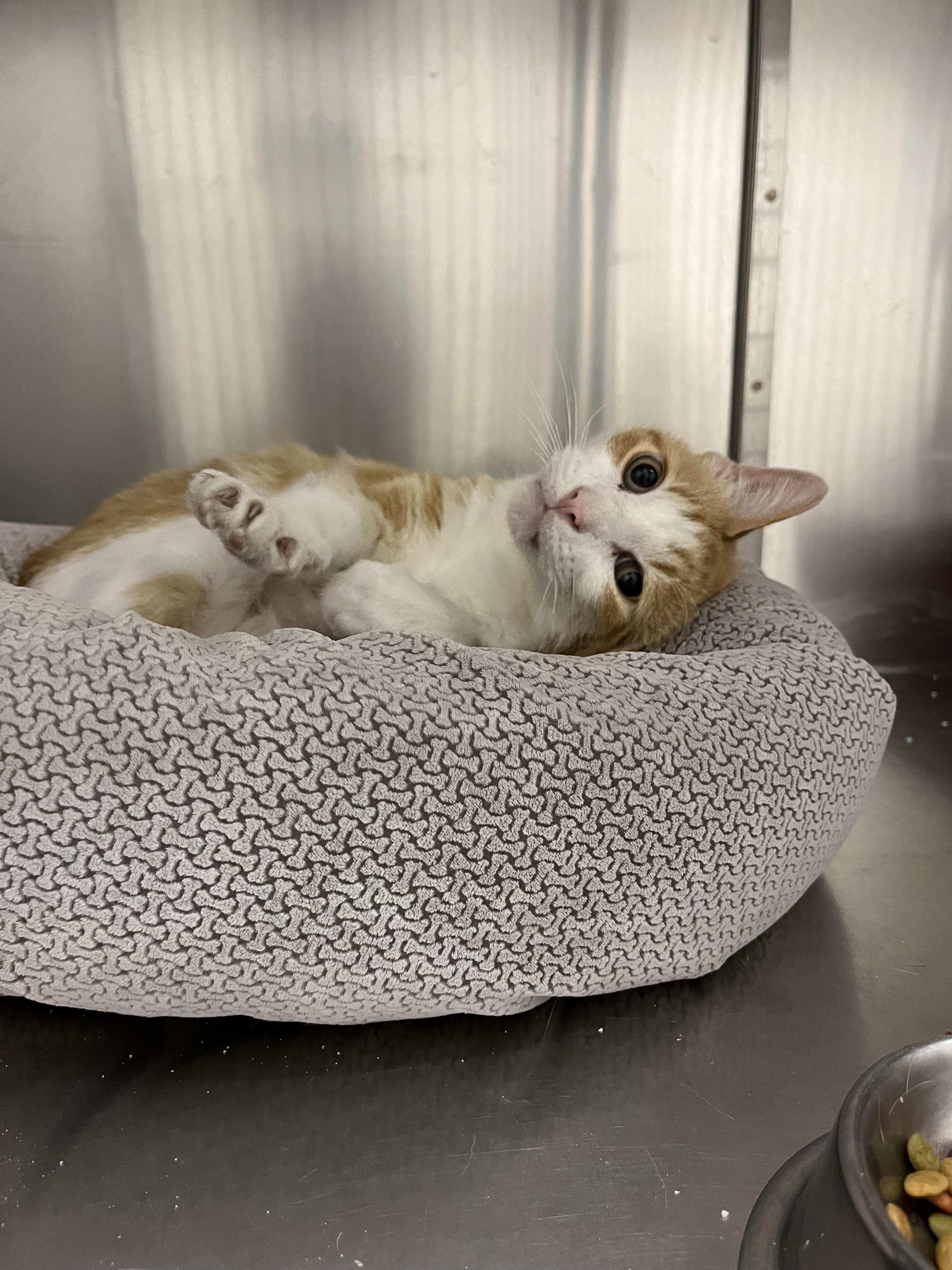 Enlarge Oliver, a ADOPTABLE Domestic Short Hair in Greenwich, CT image 2/3