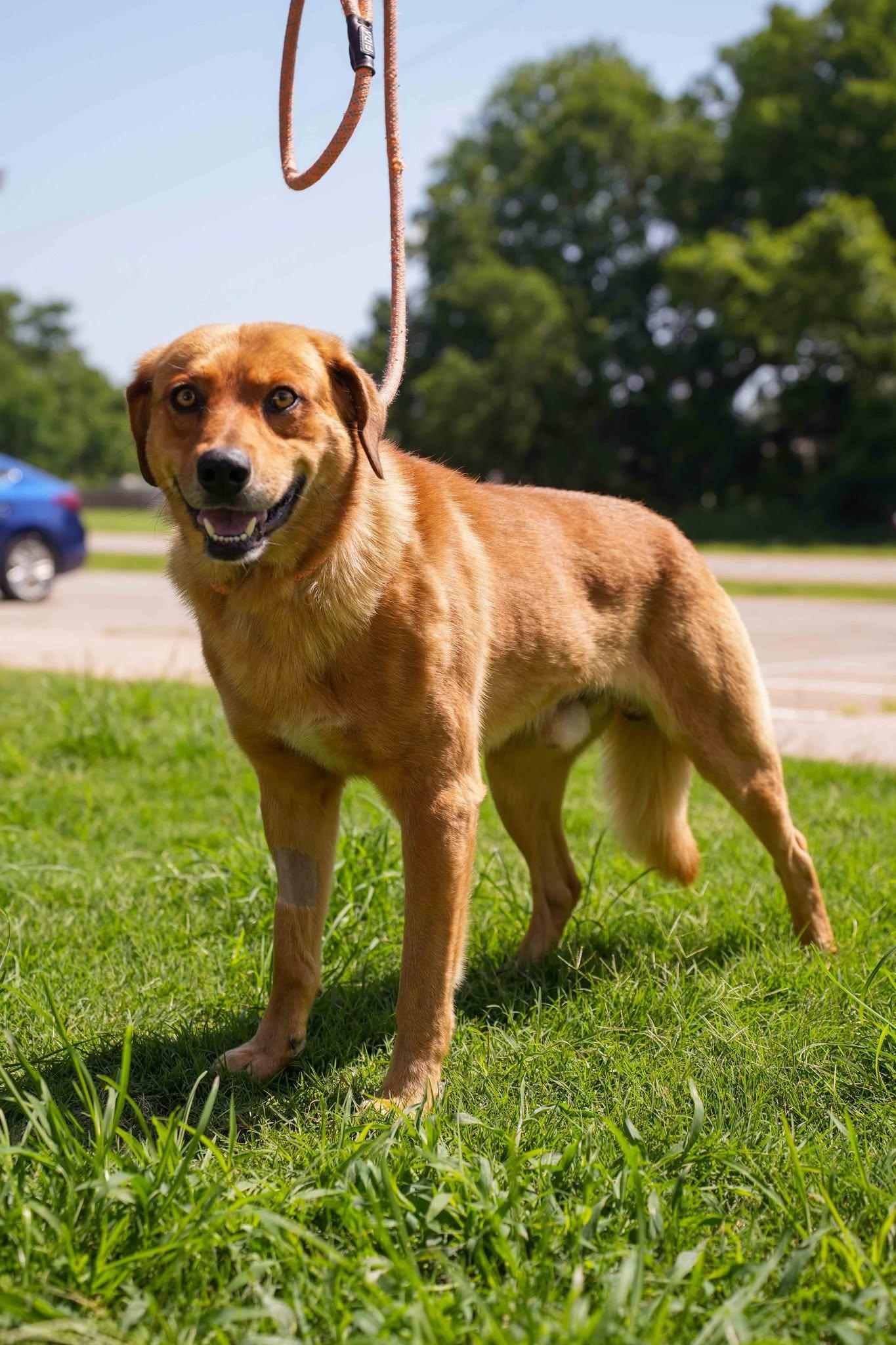 Dean, ADOPTABLE, Adult Male Shepherd.