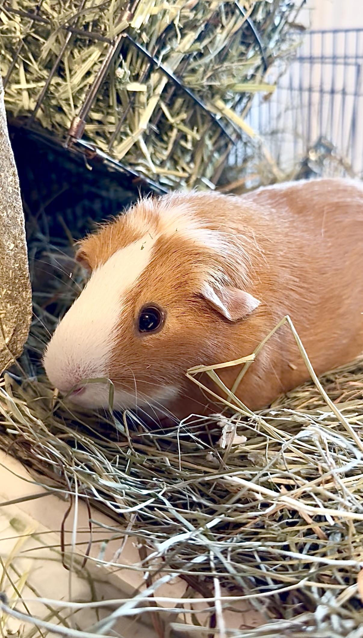 Braveheart Caramel, Adoptable, Adult Male Guinea Pig.