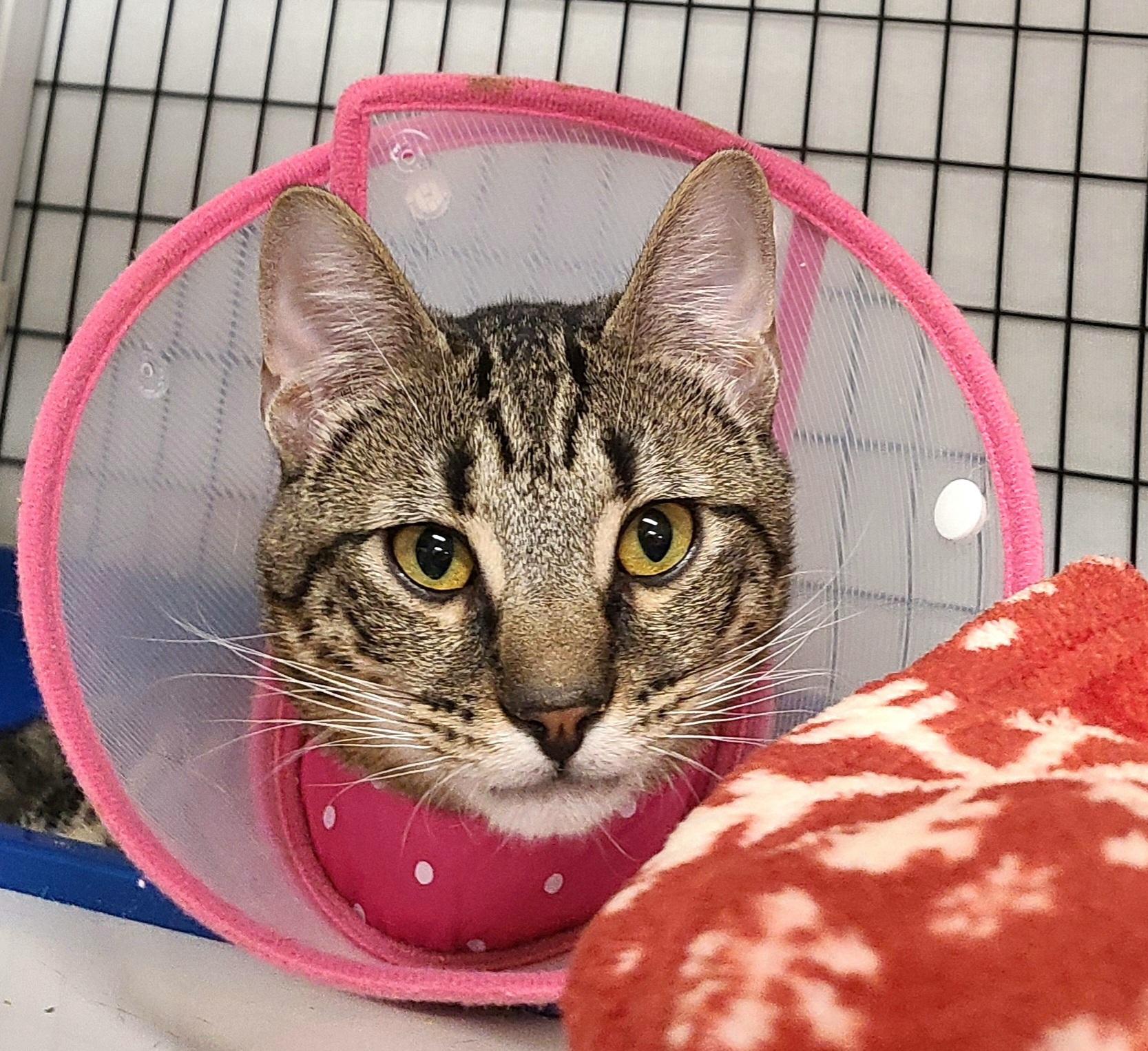 Enlarge Skyler, a ADOPTABLE Domestic Short Hair in Kirkland, WA image 1/1