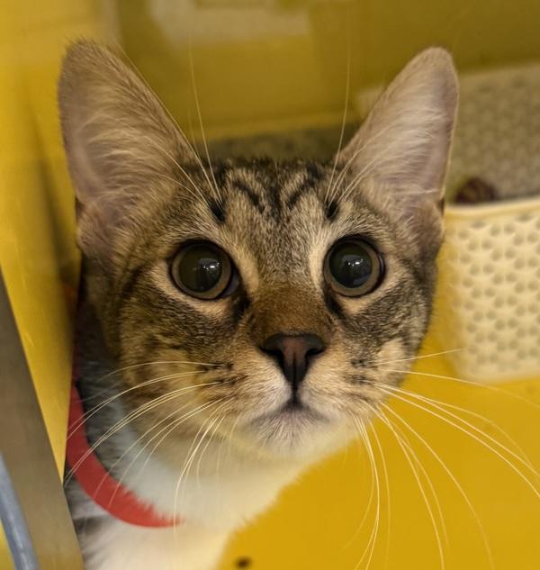 Pippin, Adoptable, Young Male Domestic Short Hair.