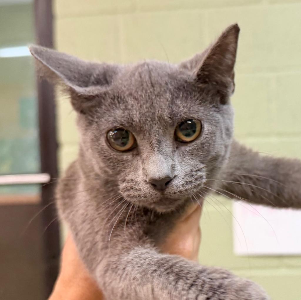 Silky, Adoptable, Kitten Female Domestic Short Hair.