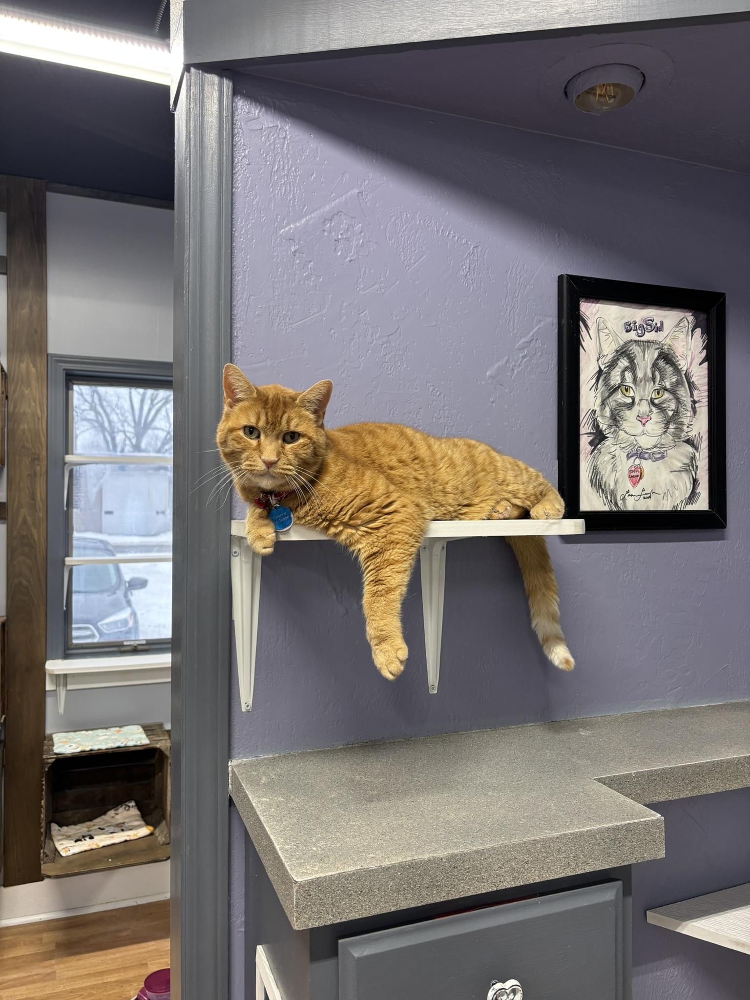 Enlarge Chance the Slapper, a ADOPTABLE Domestic Short Hair in Grand Rapids, MI image 2/4
