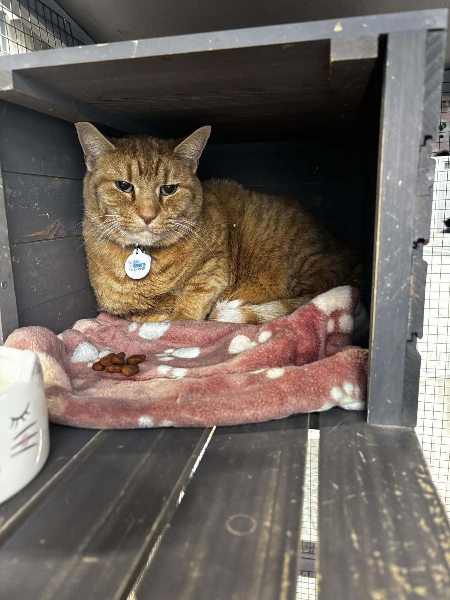 Enlarge Chance the Slapper, a ADOPTABLE Domestic Short Hair in Grand Rapids, MI image 4/4