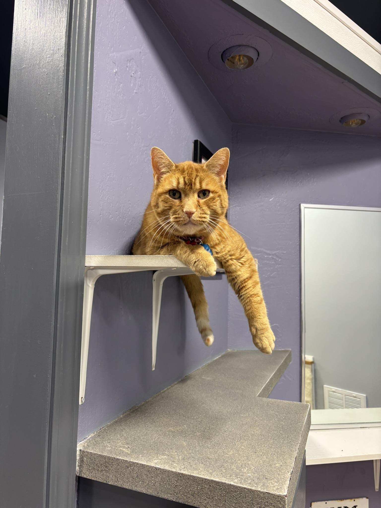 Enlarge Chance the Slapper, a ADOPTABLE Domestic Short Hair in Grand Rapids, MI image 3/4