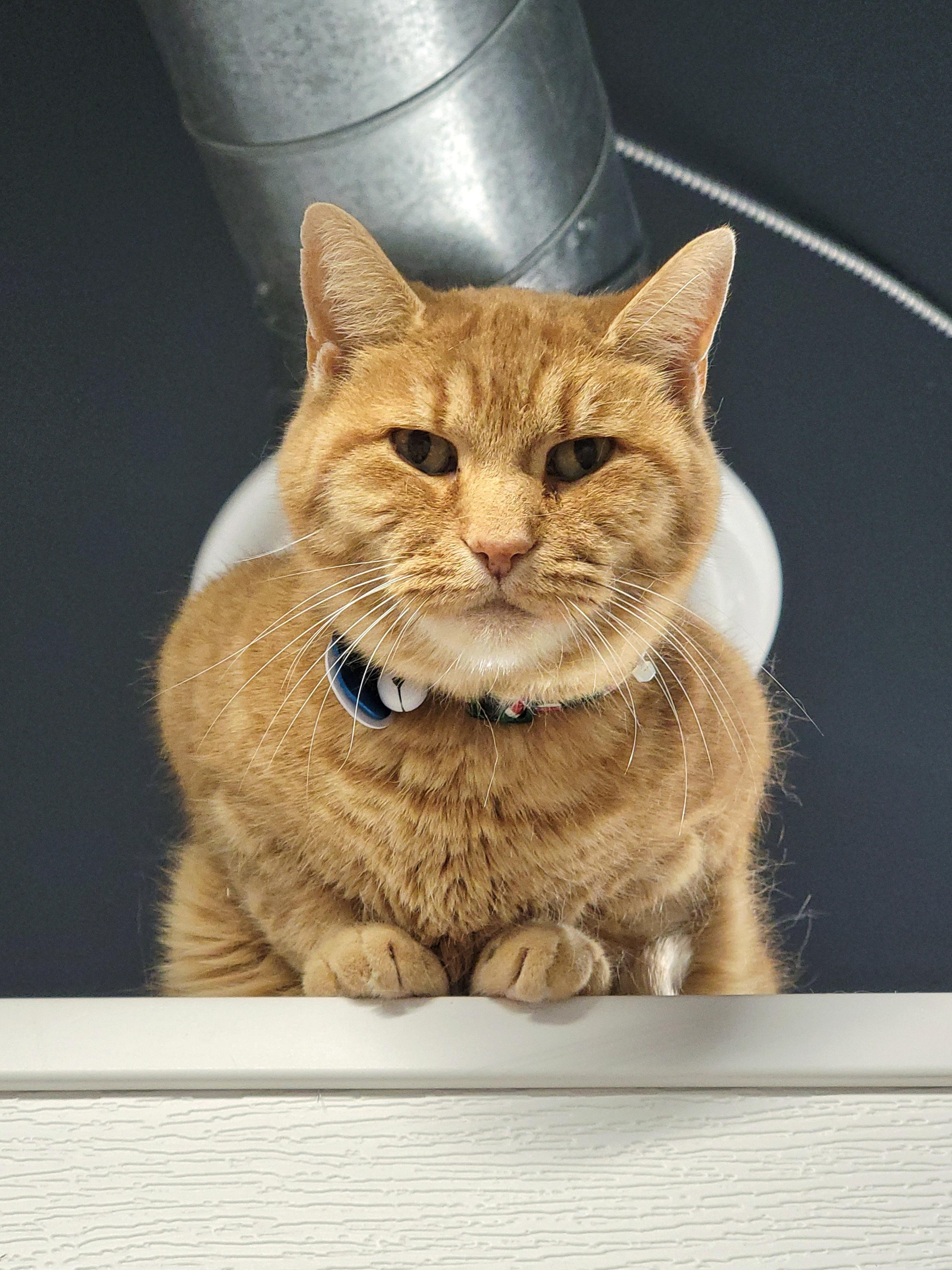 Chance the Slapper, ADOPTABLE, Adult Male Domestic Short Hair.