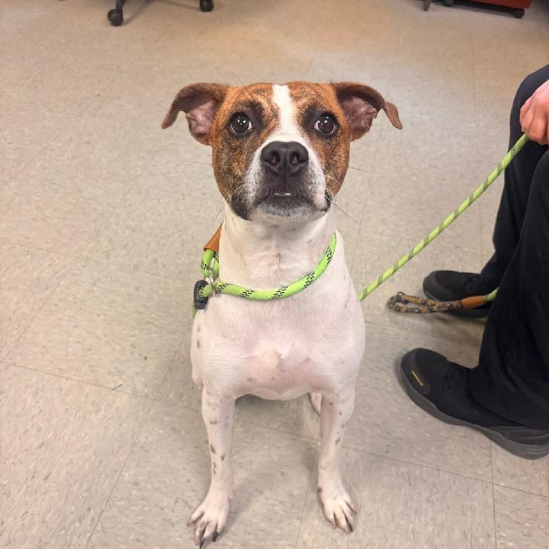 Lilly, adopted, Young Female Boxer & Pit Bull Terrier.