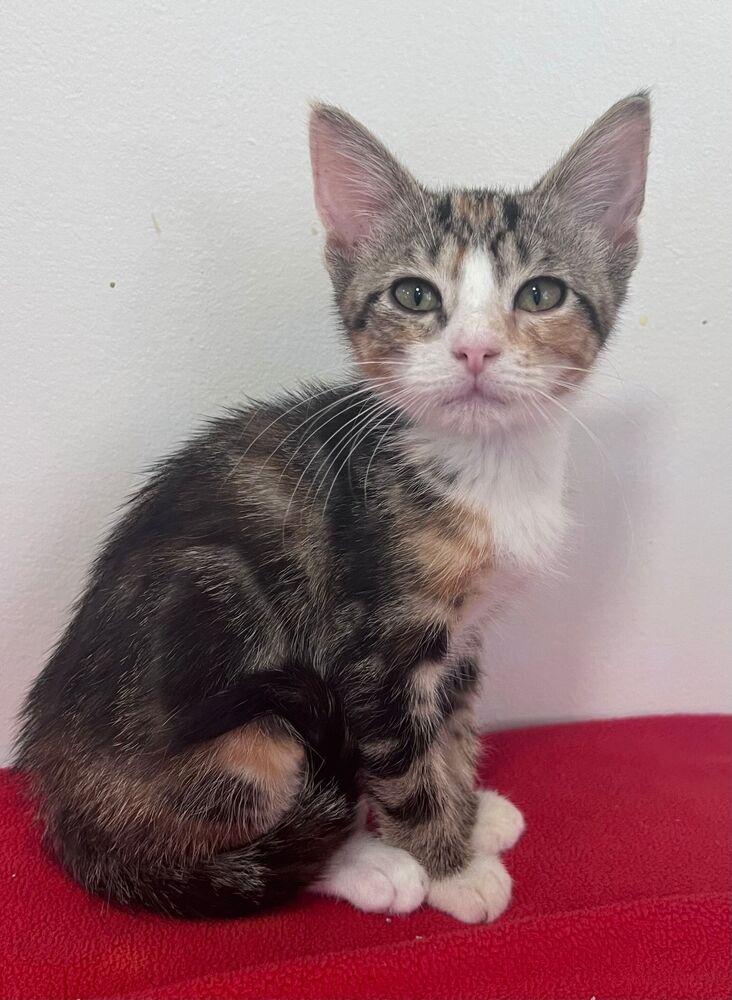 Enlarge Anna, a Adoptable Domestic Short Hair in McPherson, KS image 1/1
