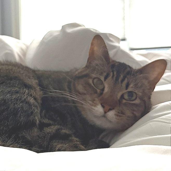 Gwen Tennyson, Adoptable, Adult Female Domestic Short Hair.