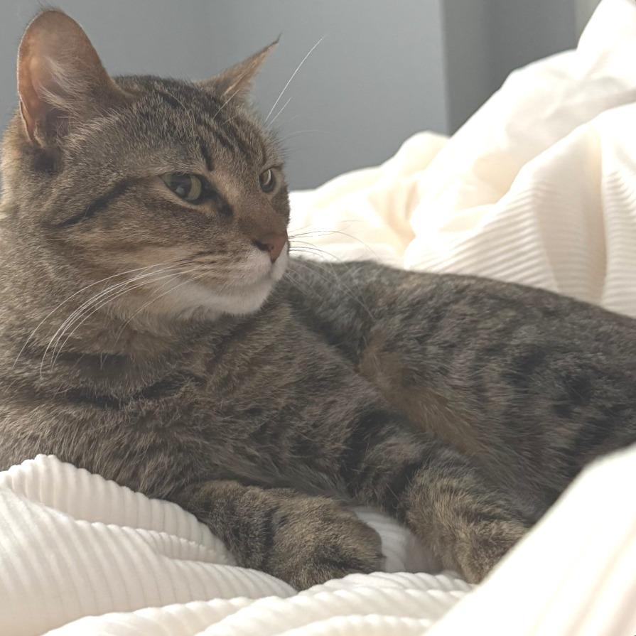 Enlarge Gwen Tennyson, a Adoptable Domestic Short Hair in Decatur, GA image 2/3