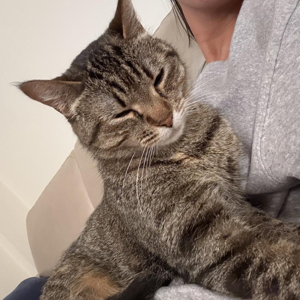 Enlarge Gwen Tennyson, a Adoptable Domestic Short Hair in Decatur, GA image 3/3