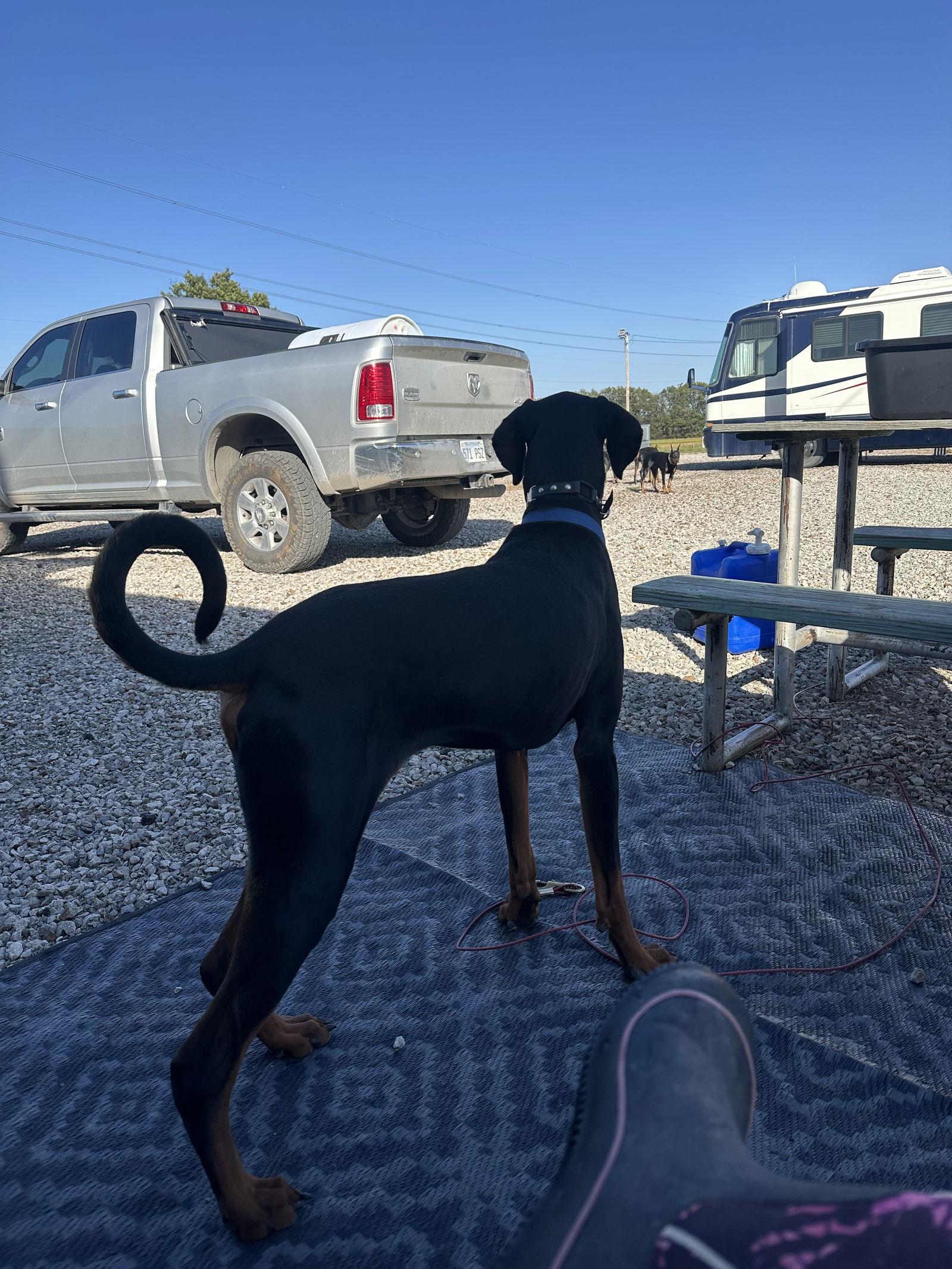 Enlarge Dante, a Adoptable Doberman Pinscher in Minneapolis, MN image 1/3