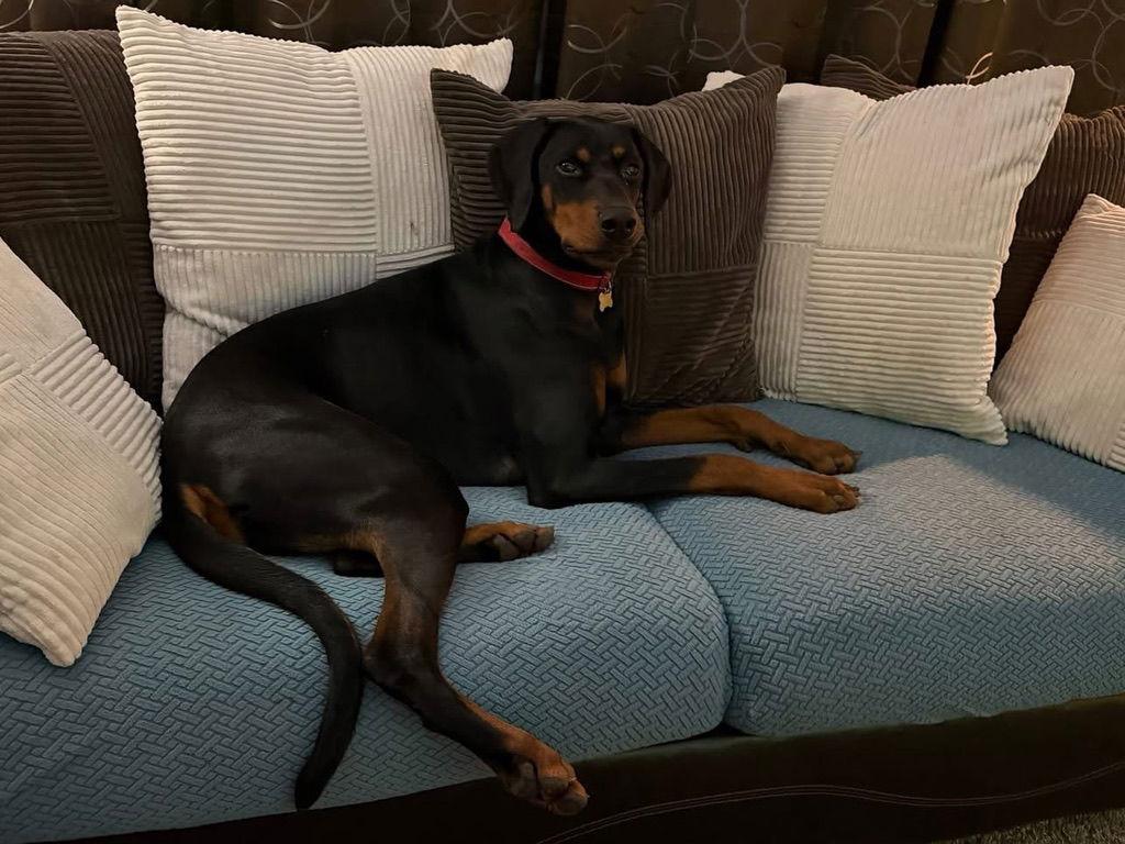 Enlarge Dante, a Adoptable Doberman Pinscher in Minneapolis, MN image 1/3