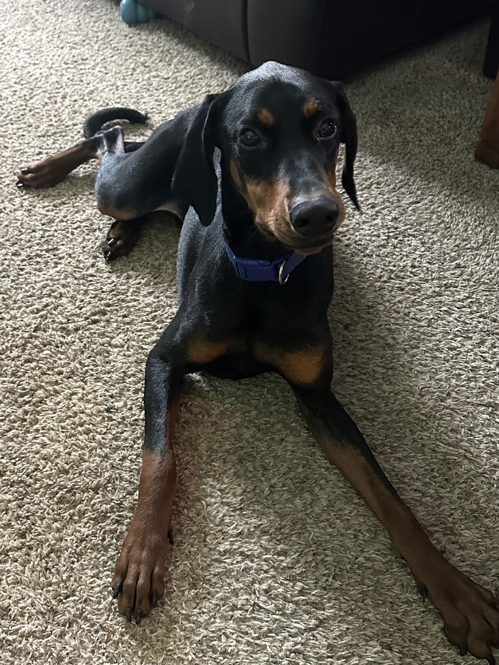 Enlarge Dante, a Adoptable Doberman Pinscher in Minneapolis, MN image 2/3
