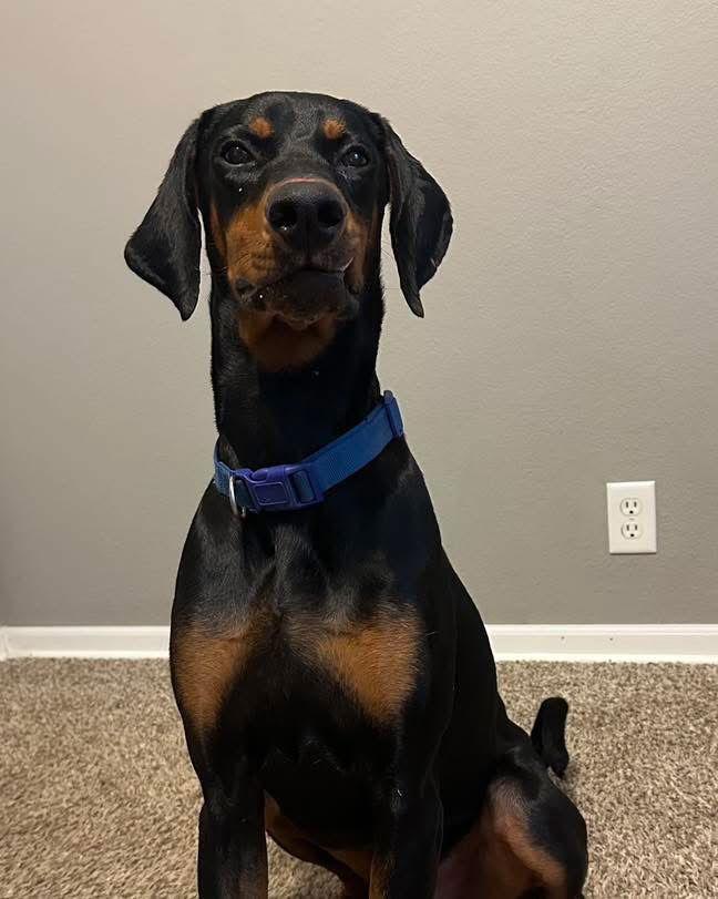 Enlarge Dante, a Adoptable Doberman Pinscher in Minneapolis, MN image 3/3