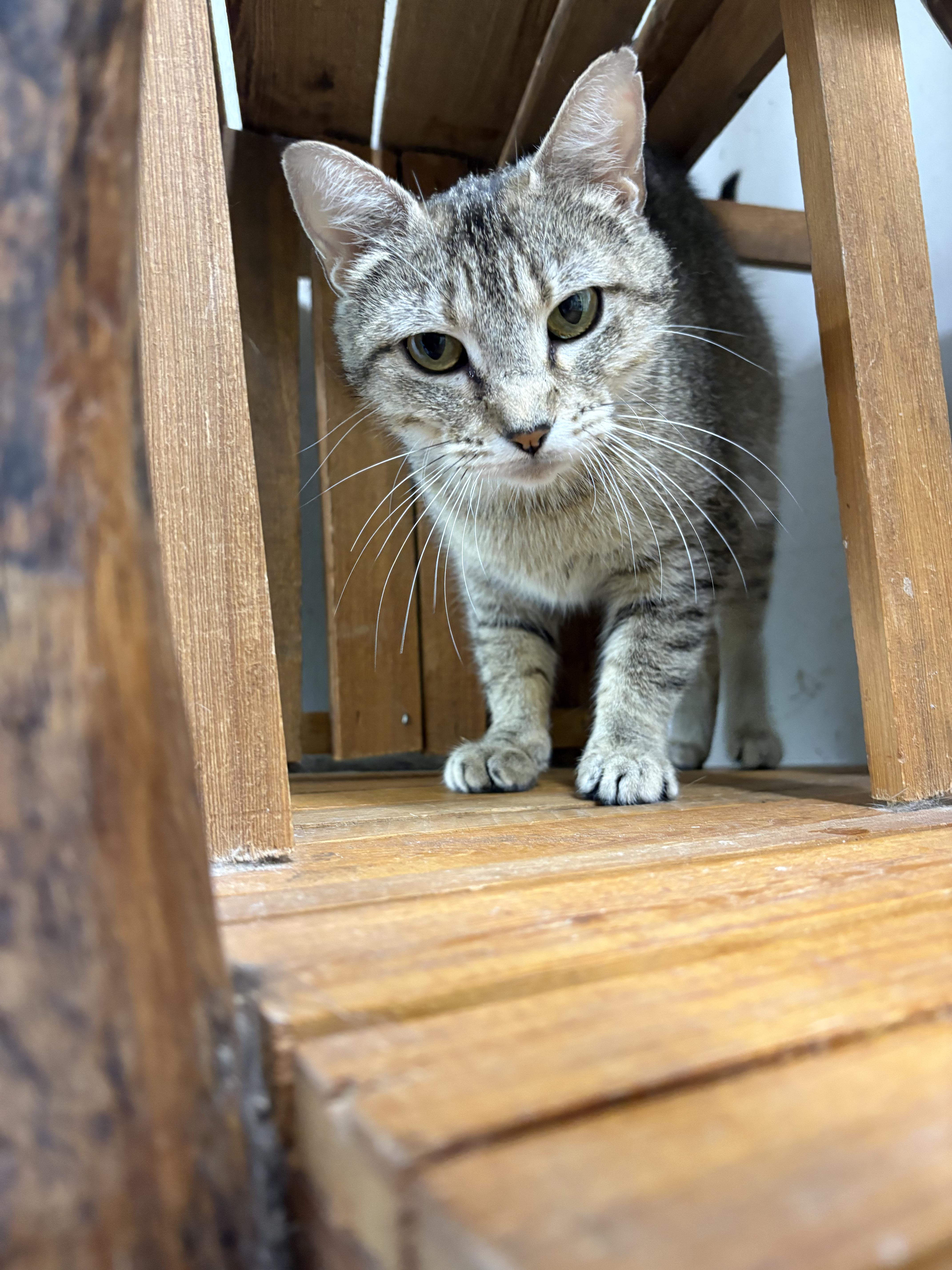 Enlarge CAThy, a Adoptable Domestic Short Hair in Rossville, TN image 2/6