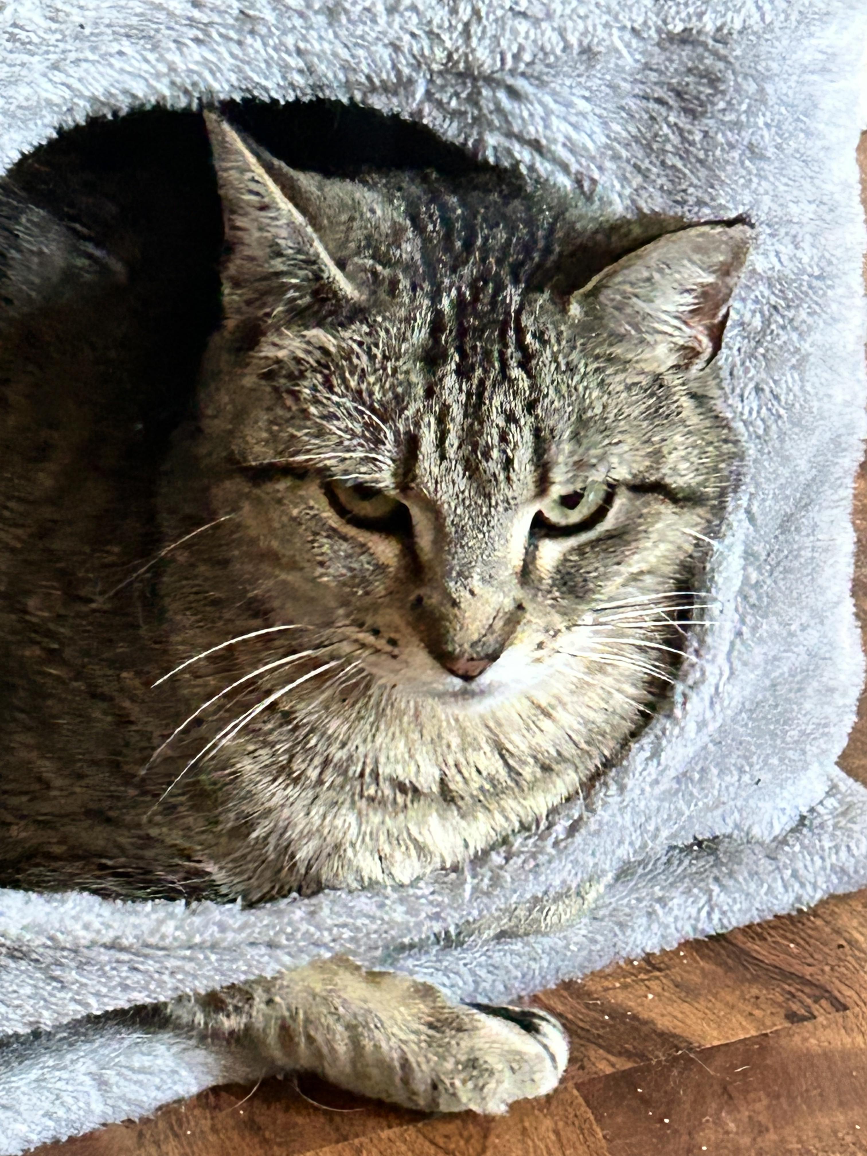 Enlarge CAThy, a Adoptable Domestic Short Hair in Rossville, TN image 3/6
