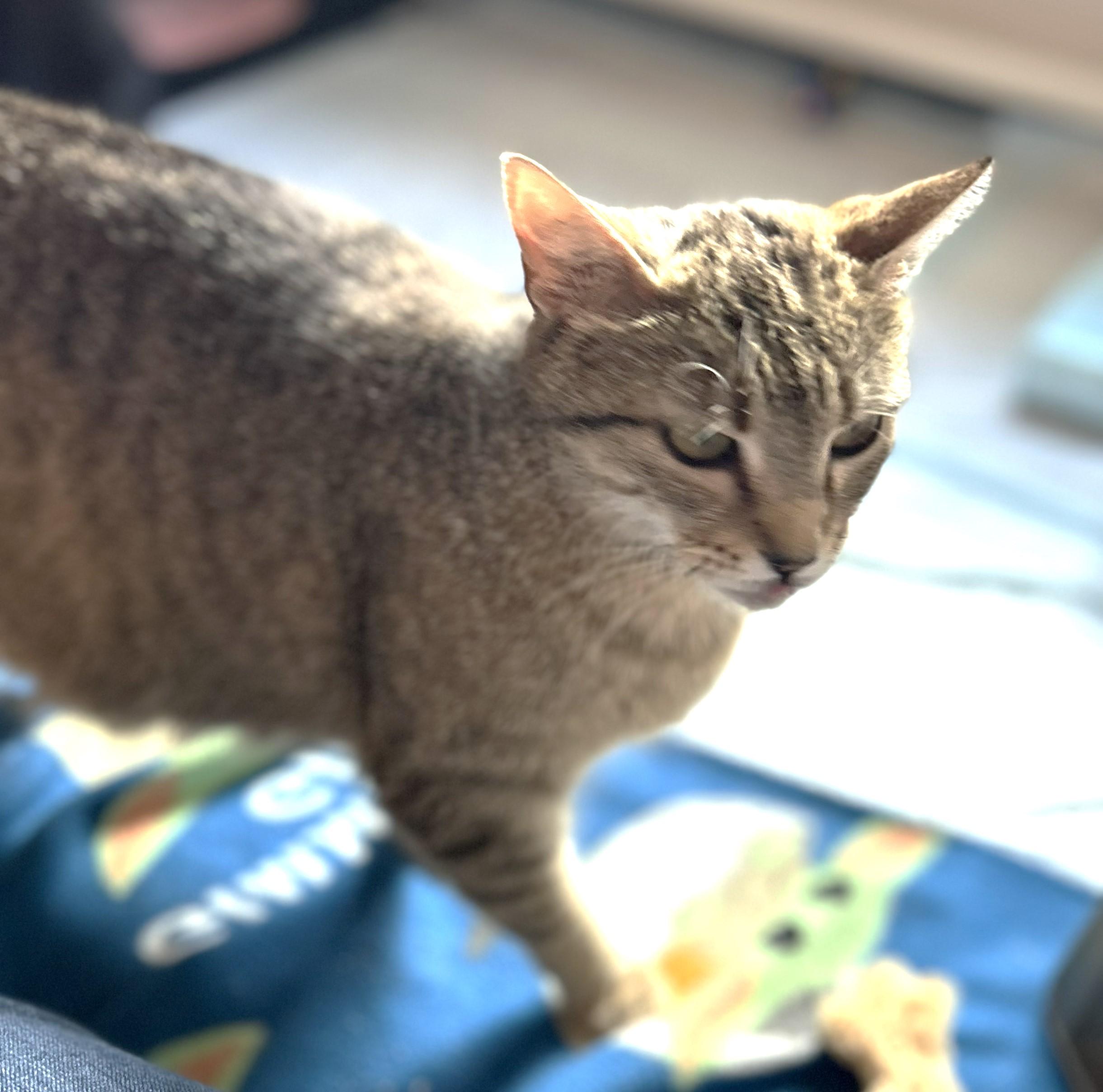 Enlarge CAThy, a Adoptable Domestic Short Hair in Rossville, TN image 6/6