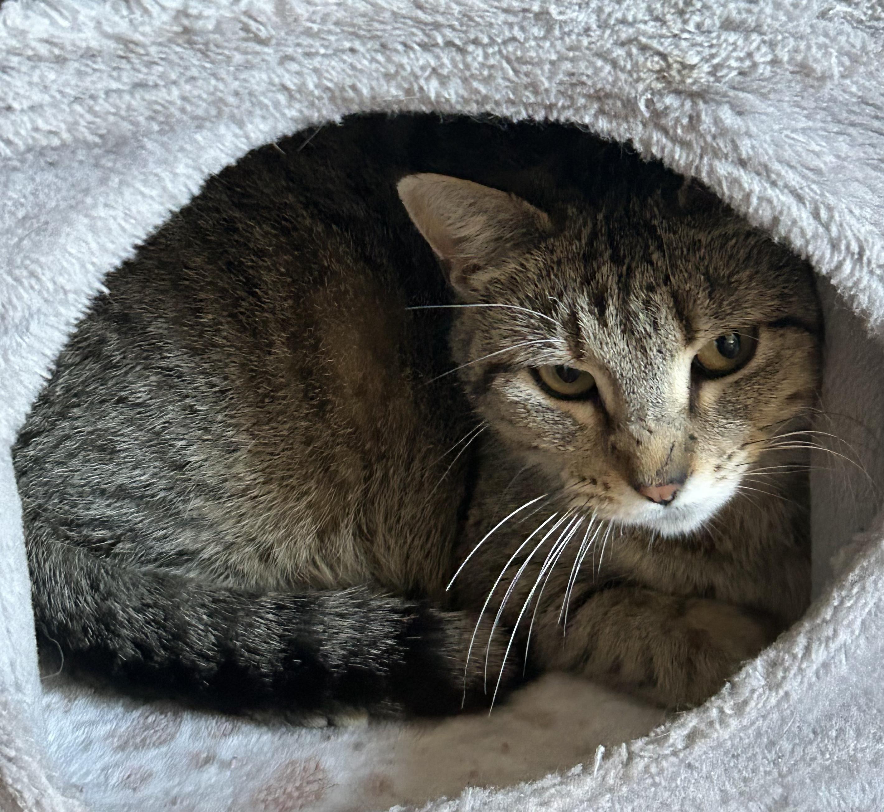 Enlarge CAThy, a Adoptable Domestic Short Hair in Rossville, TN image 4/6