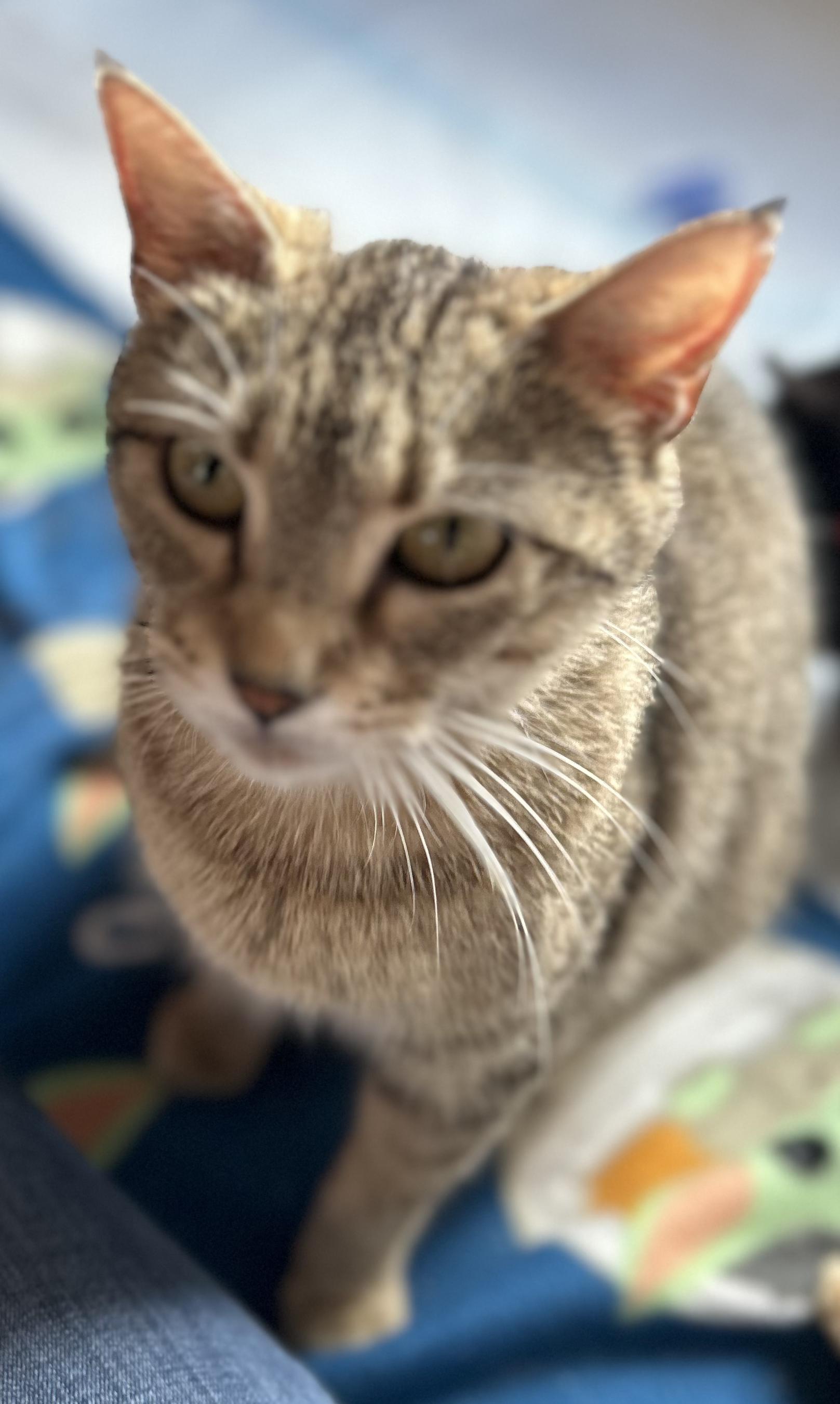 Enlarge CAThy, a Adoptable Domestic Short Hair in Rossville, TN image 5/6