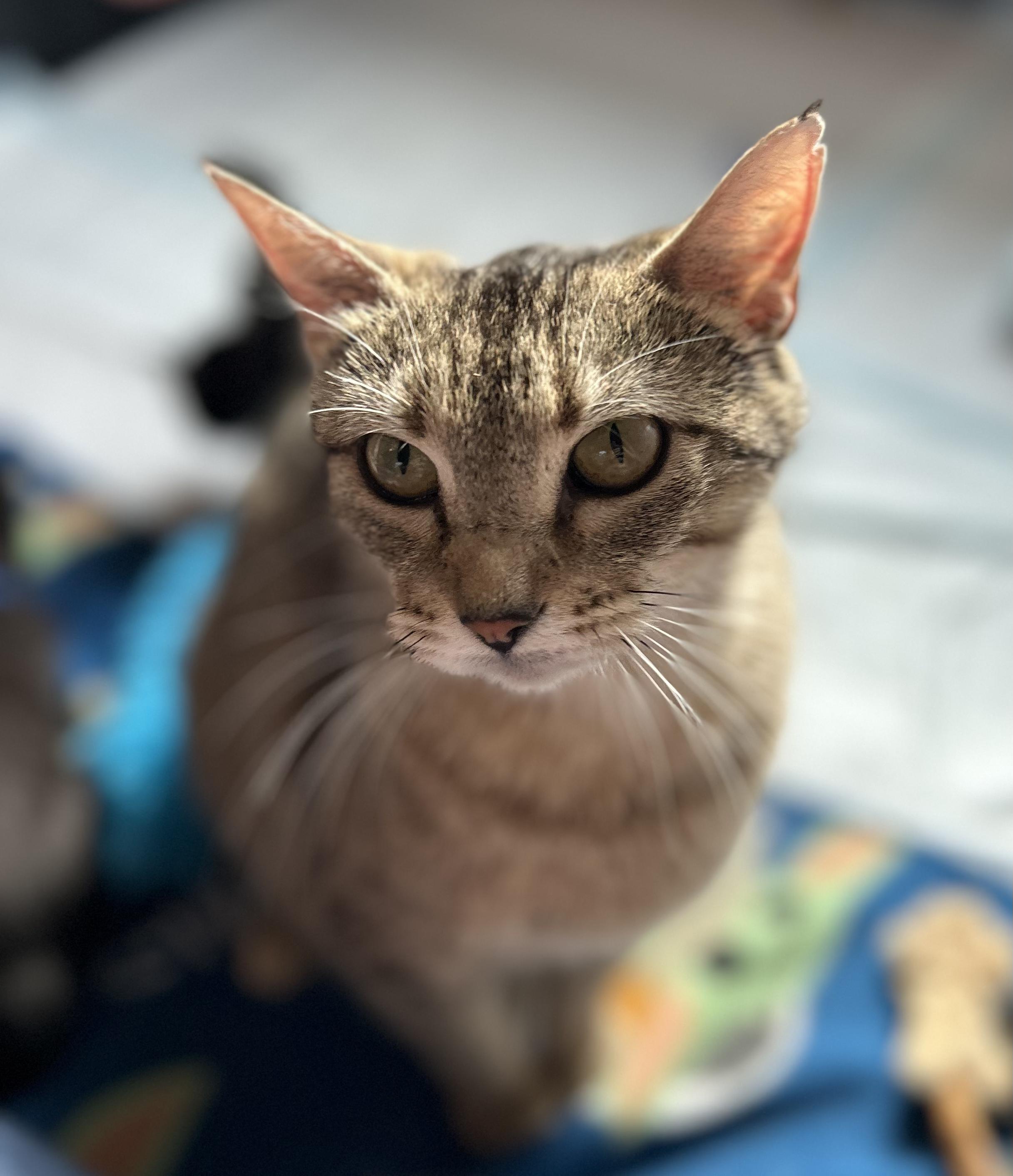 CAThy, Adoptable, Adult Female Domestic Short Hair.