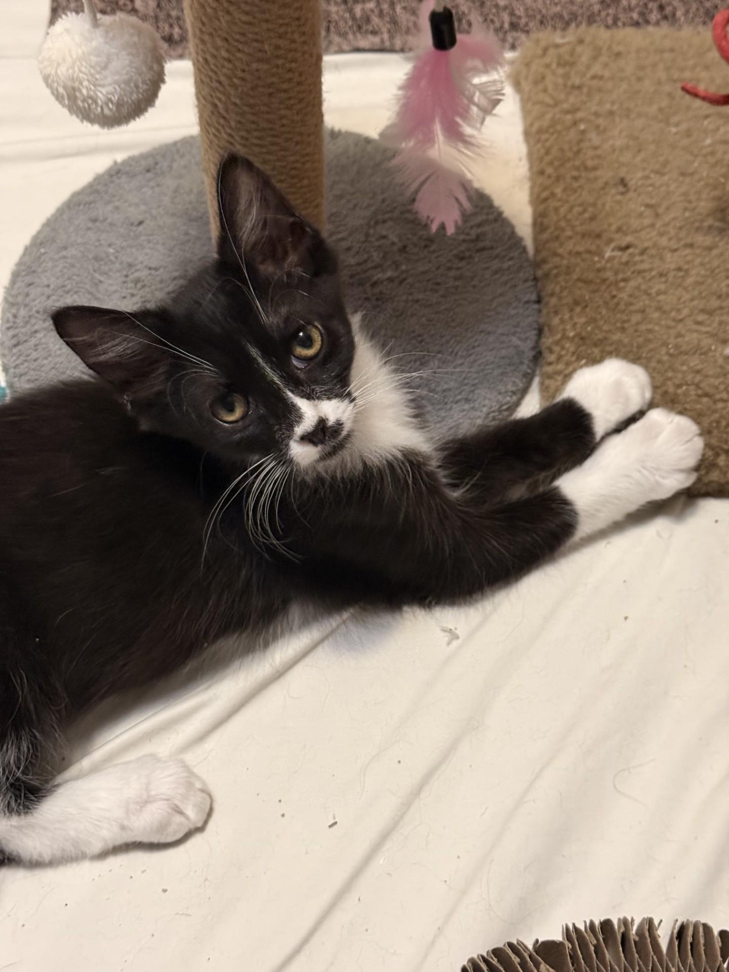 TAYLOR, adopted, Young Male Tuxedo & Domestic Short Hair.