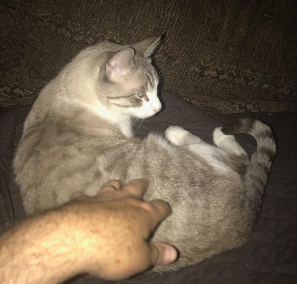 Noah, Adoptable, Adult Male Siamese.