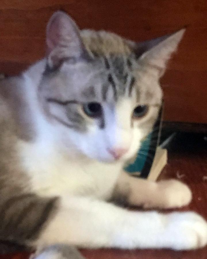 Enlarge Noah, a Adoptable Siamese in Redlands, CA image 2/3