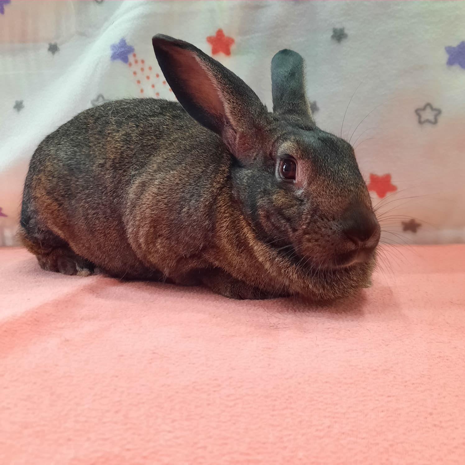 Enlarge Holly, an adopted New Zealand in Montclair, CA image 1/1
