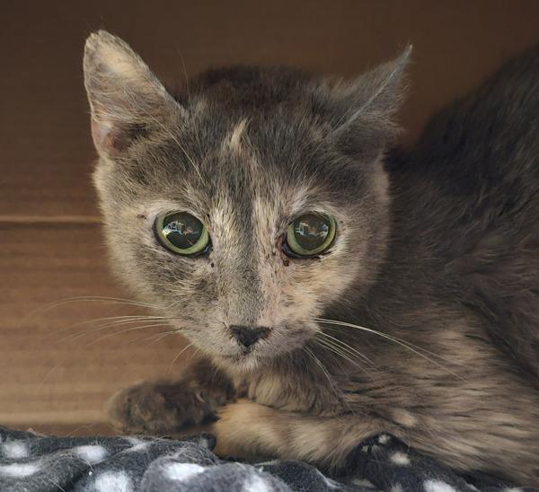 Kiko, Adoptable, Senior Female Domestic Short Hair.