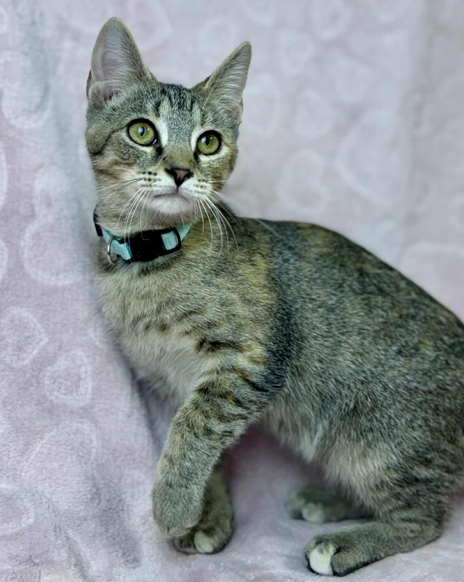 Bluebell, a Adoptable Domestic Short Hair in Rixeyville, VA image 2/3