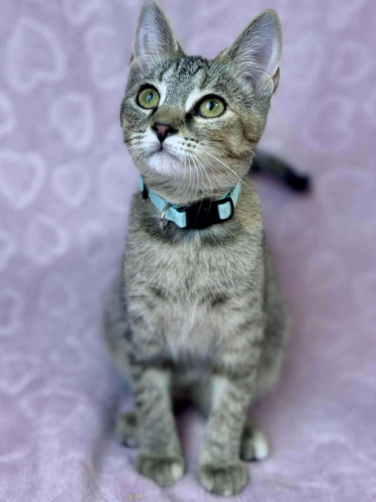 Bluebell, a Adoptable Domestic Short Hair in Rixeyville, VA image 3/3