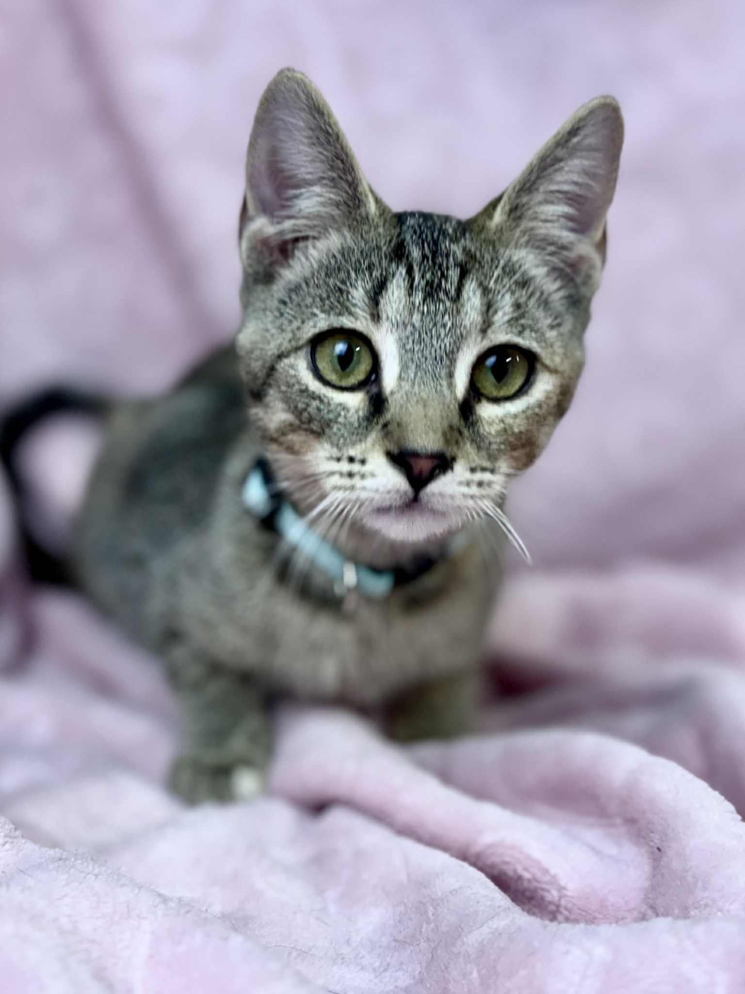 Bluebell, Adoptable, Young Female Domestic Short Hair.