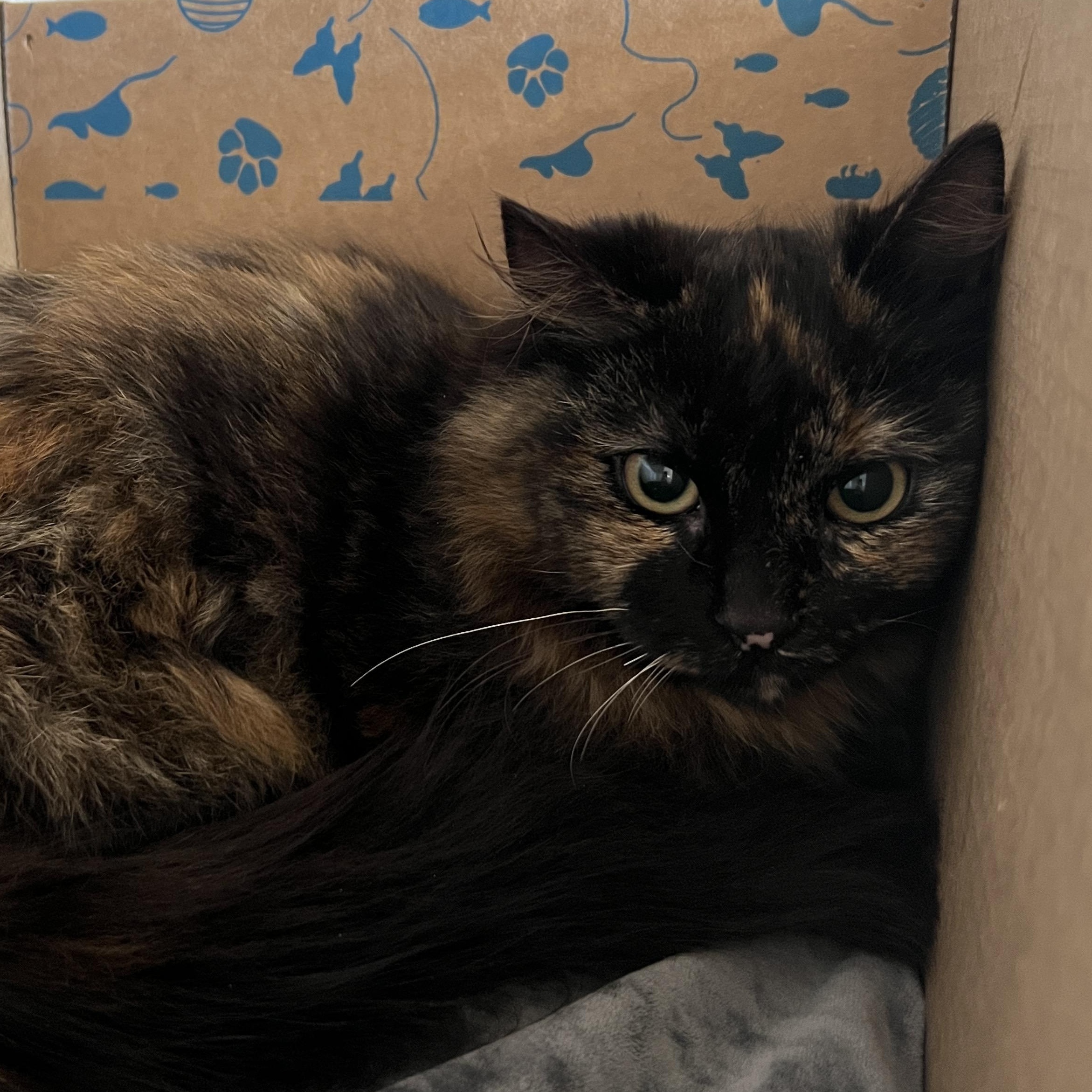 Enlarge Halsey, an adoptable Domestic Long Hair in Eatontown, NJ image 1/2