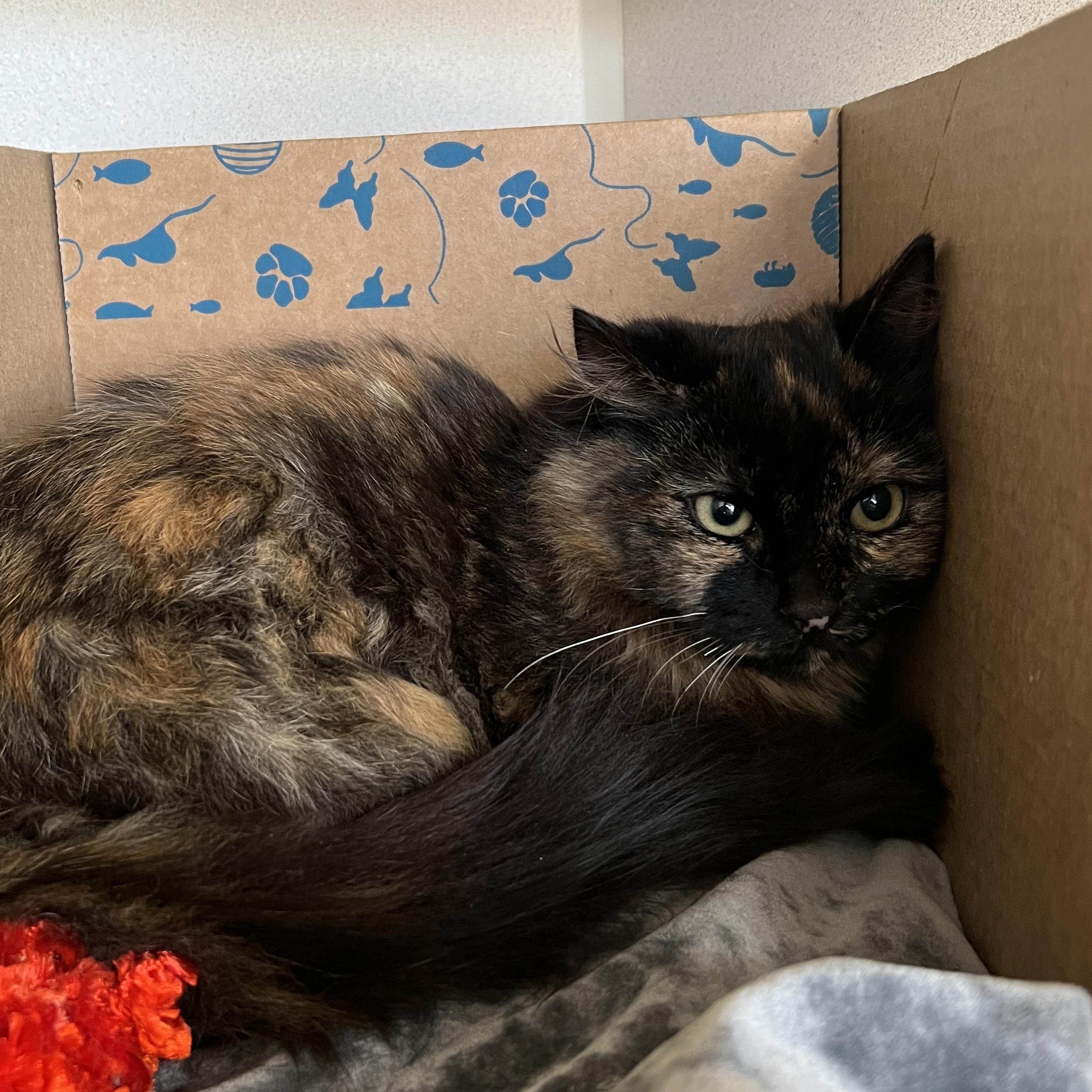 Enlarge Halsey, an adoptable Domestic Long Hair in Eatontown, NJ image 2/2