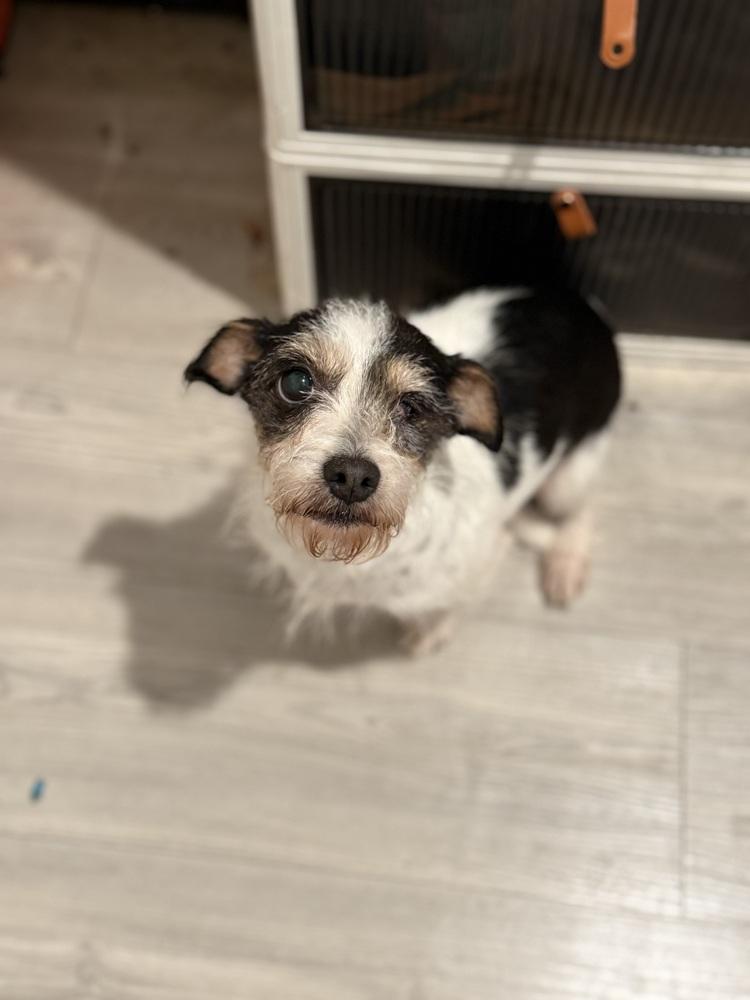 Granny, Adoptable, Adult Female Terrier.