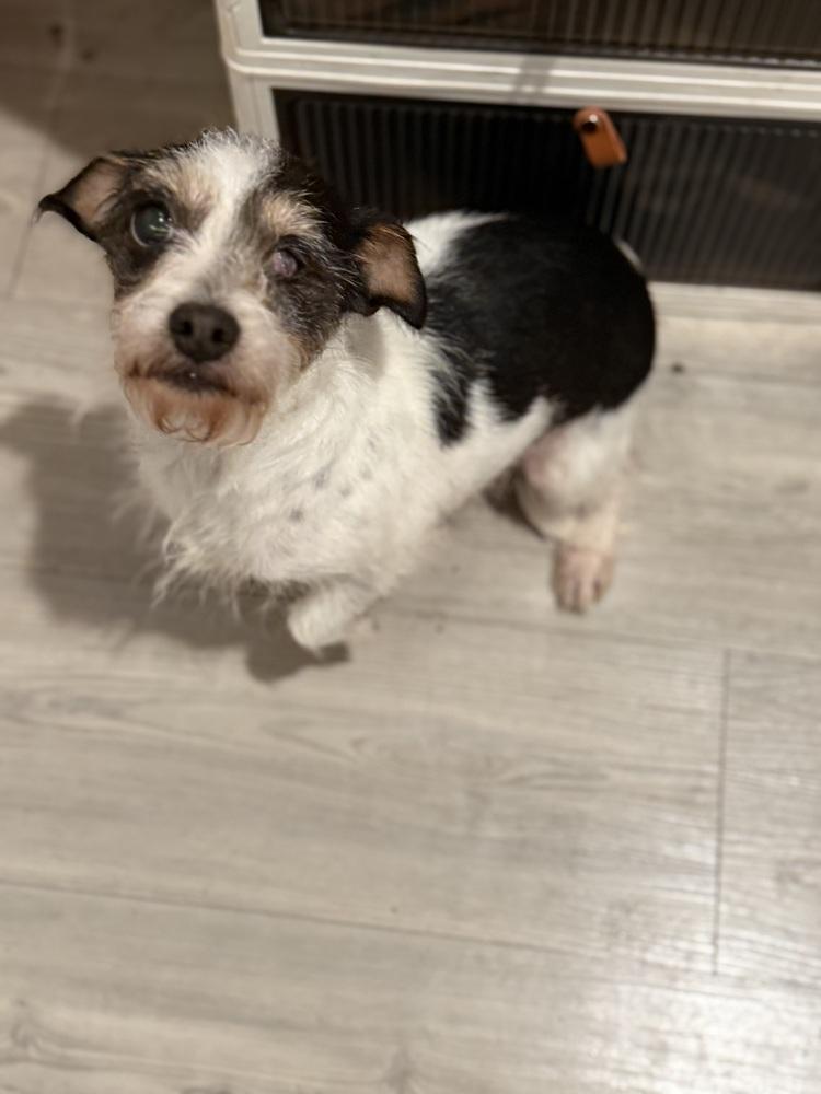 Enlarge Granny, a Adoptable mixed breed in Denver, CO image 2/2