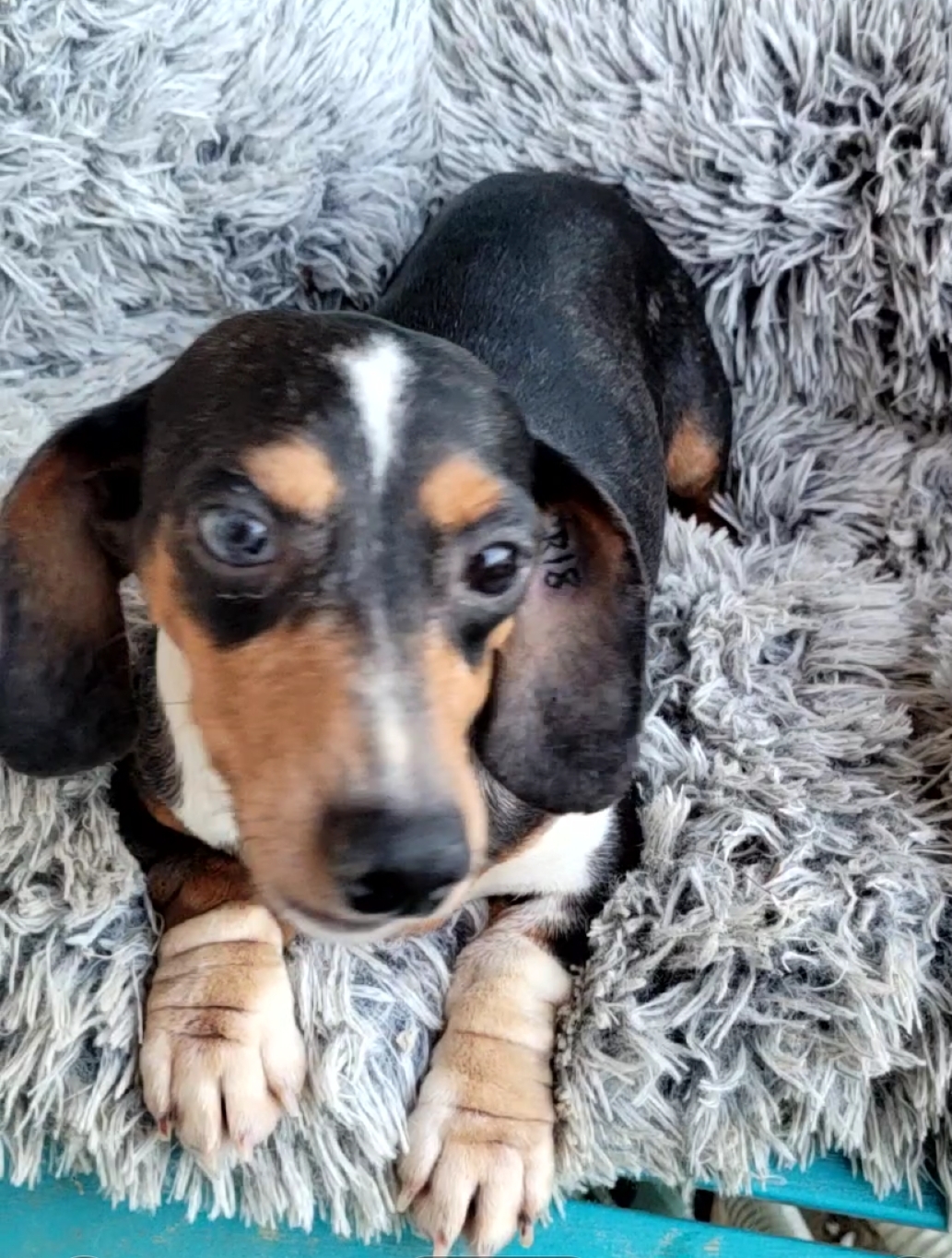 DACHSHUND (blue merle)