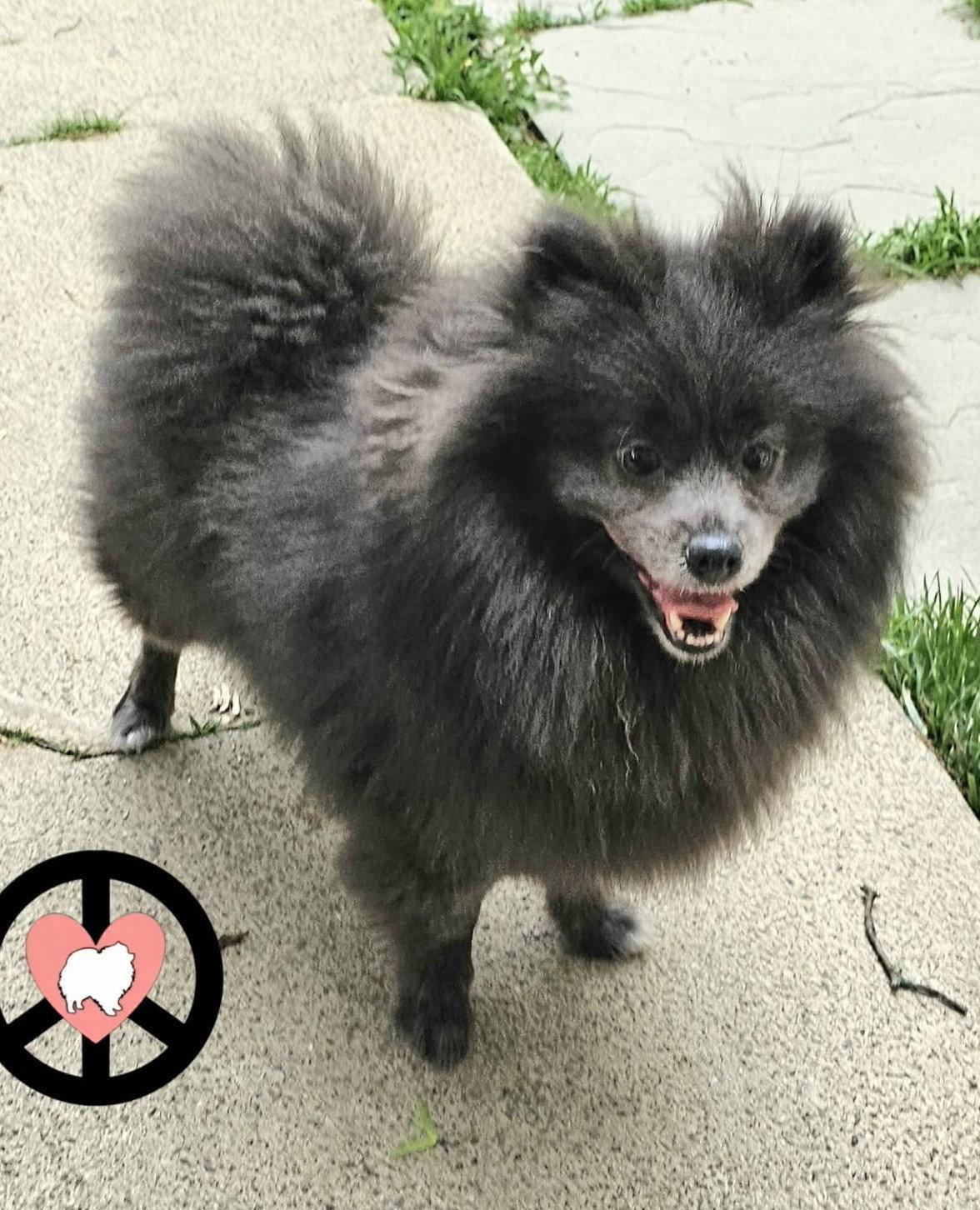 Pierre, Adopted, Young Male Pomeranian.