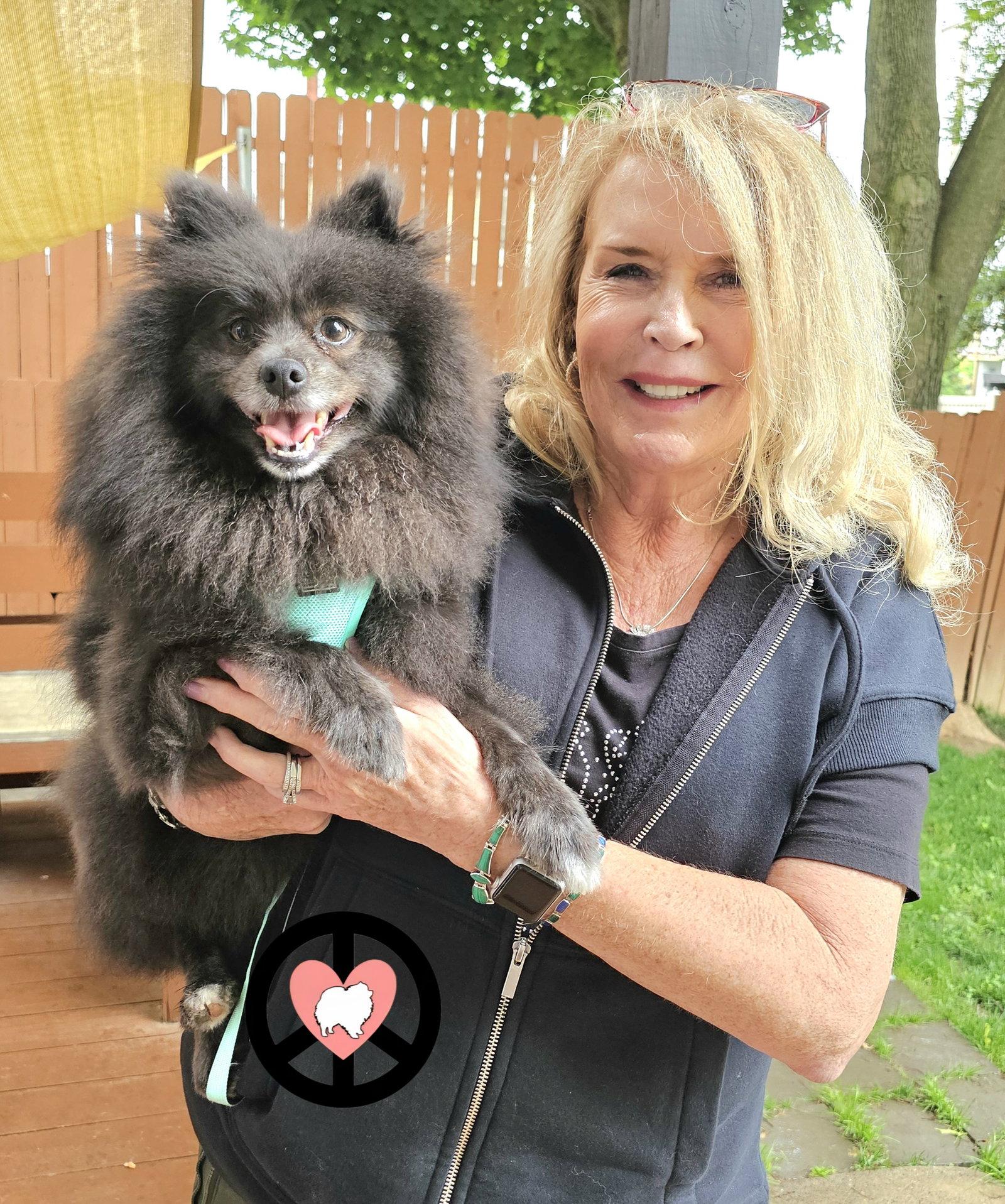 Enlarge Pierre, a Adopted Pomeranian in Lebanon, PA image 2/3