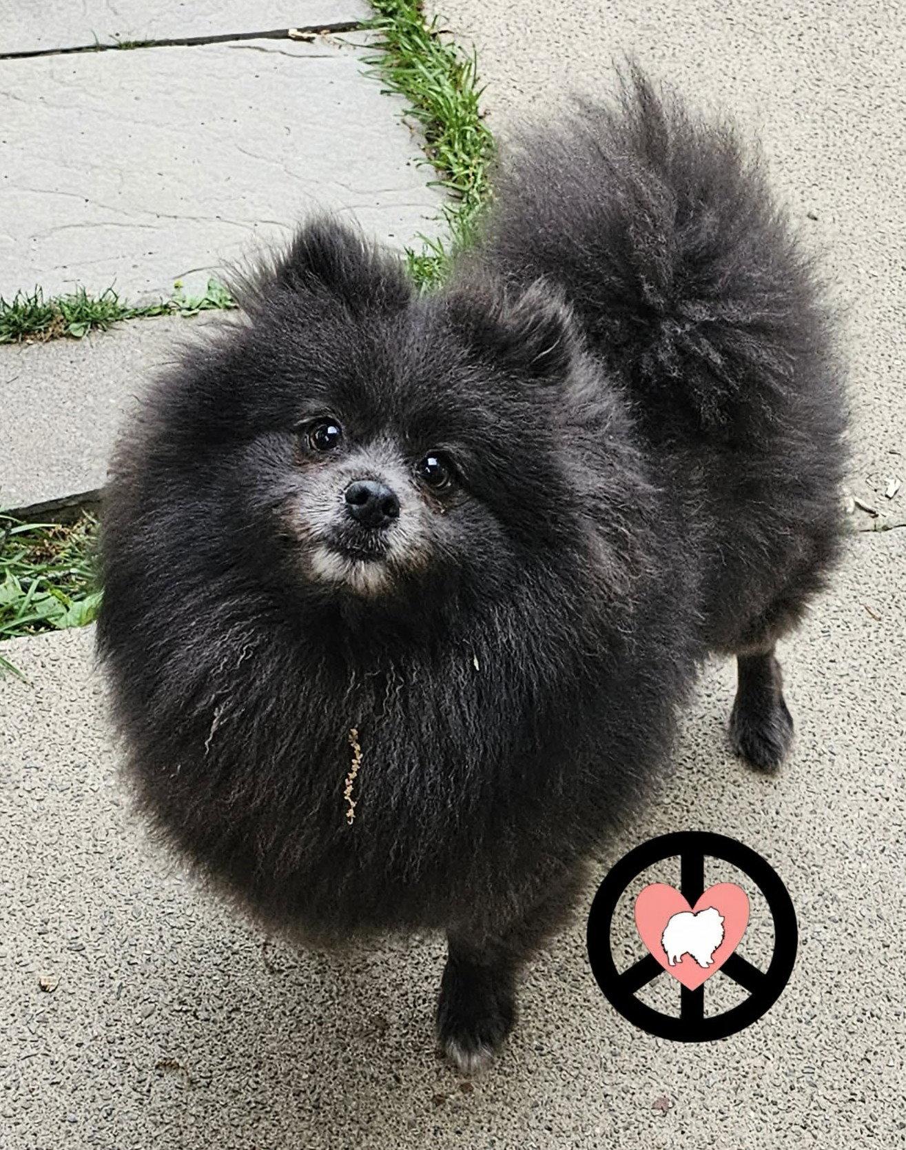 Enlarge Pierre, a Adopted Pomeranian in Lebanon, PA image 3/3