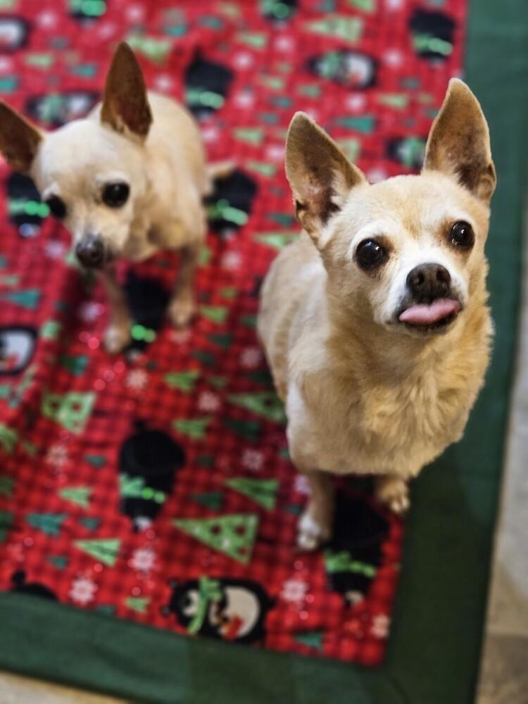 Furrari BONDED with Kisha, Adoptable, Senior Male Chihuahua.